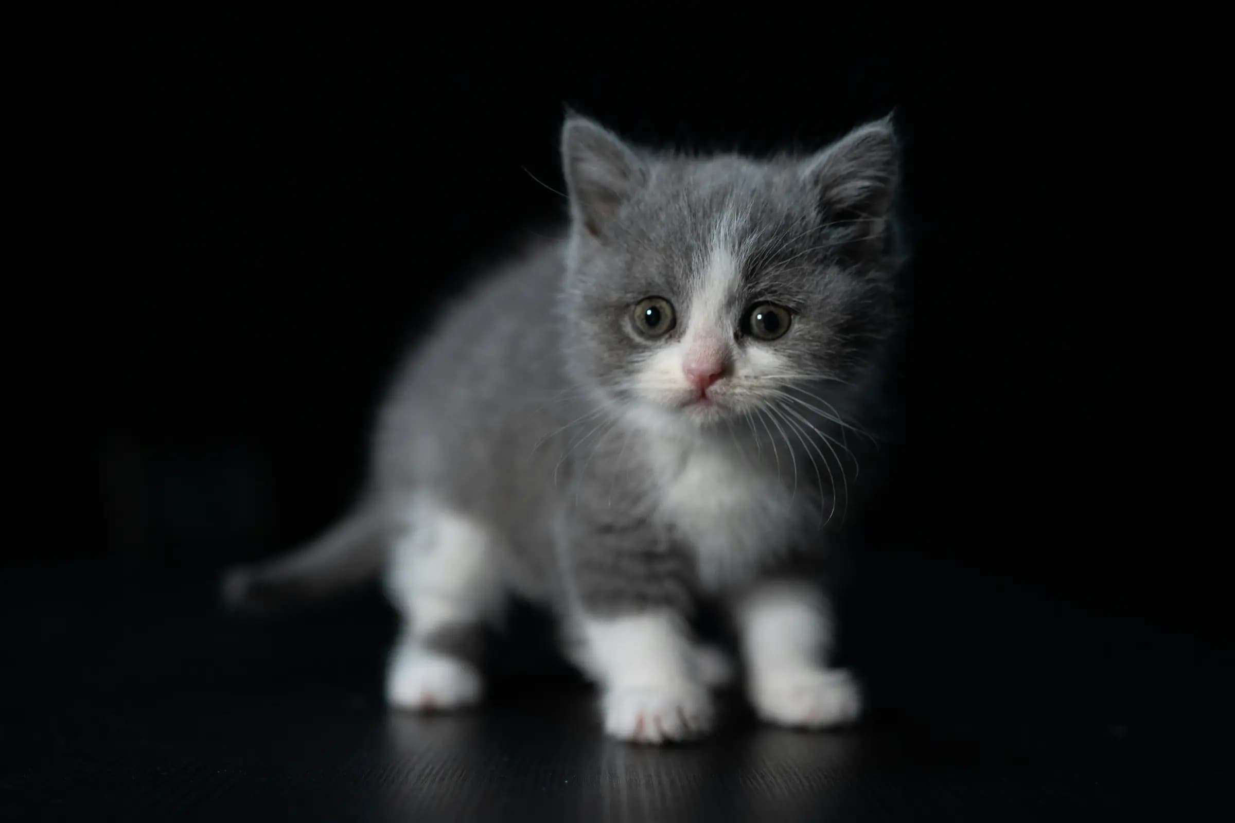 Gratis kitten afhalen: verstandig of risico?
