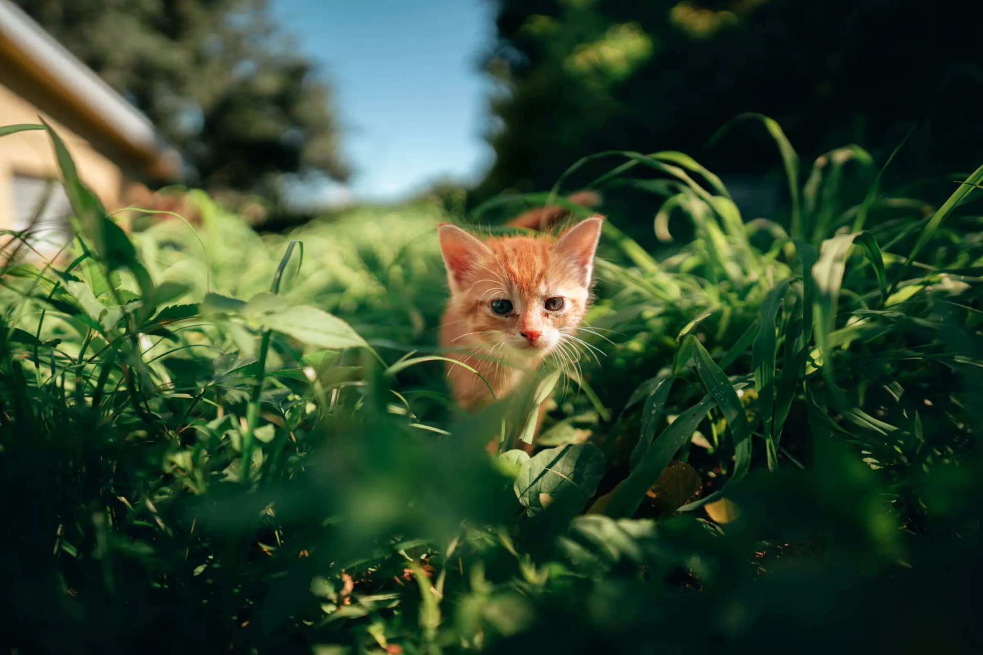 Eerste nacht met kitten: miauwen en slapen