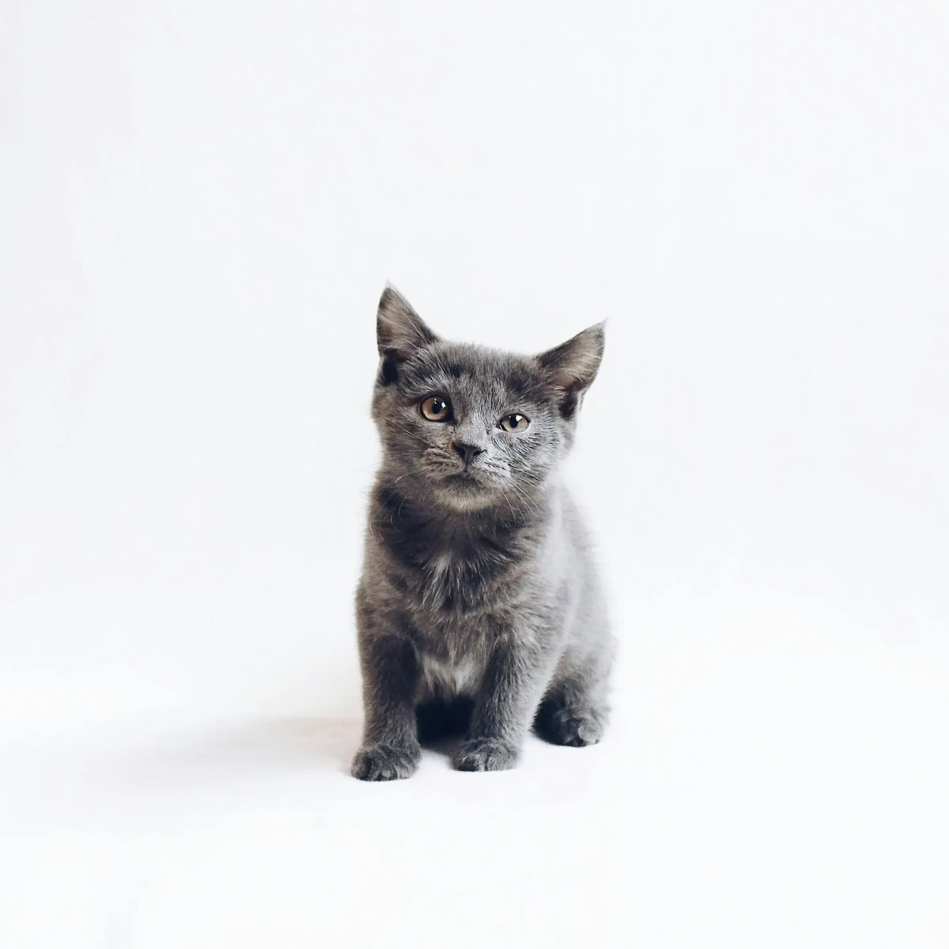 Kitten kopen of adopteren uit het asiel?