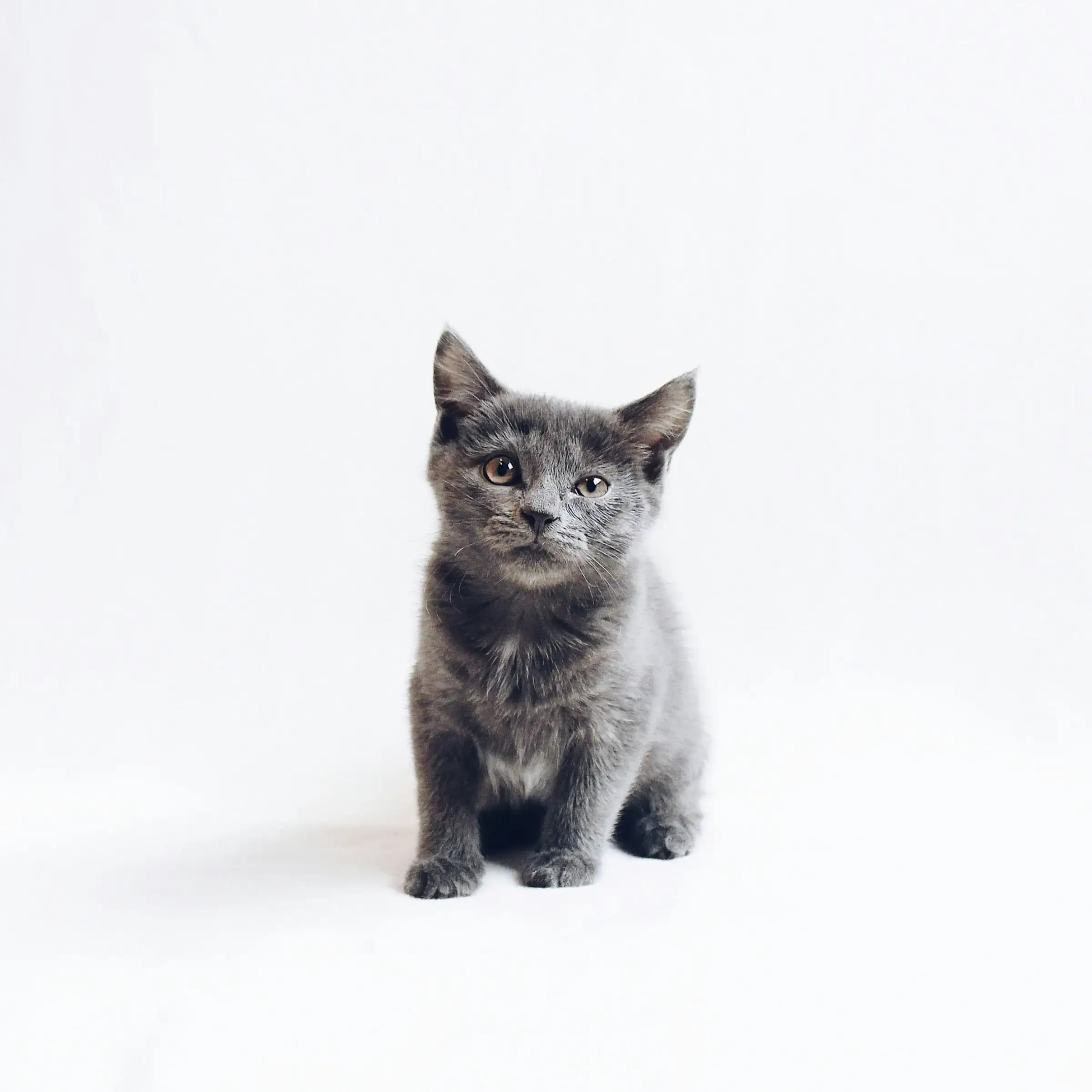 Kitten kopen of adopteren uit het asiel?