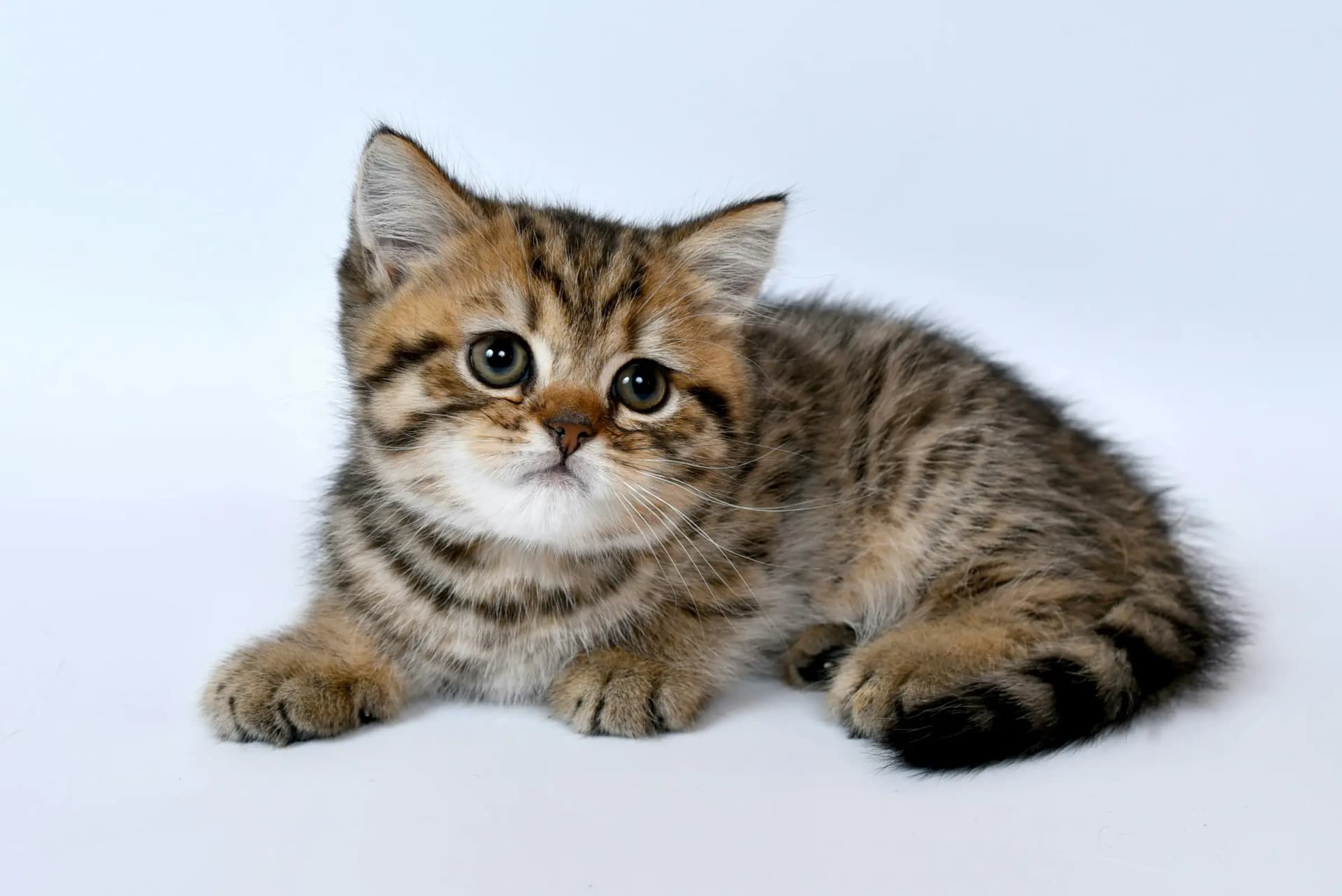 Vragen stellen bij kitten bezichtigen
