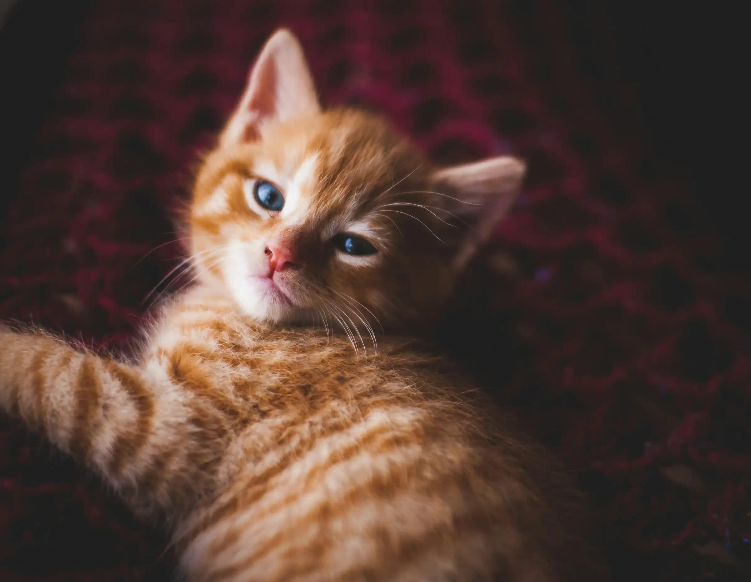 Welk kattenras past in een appartement?
