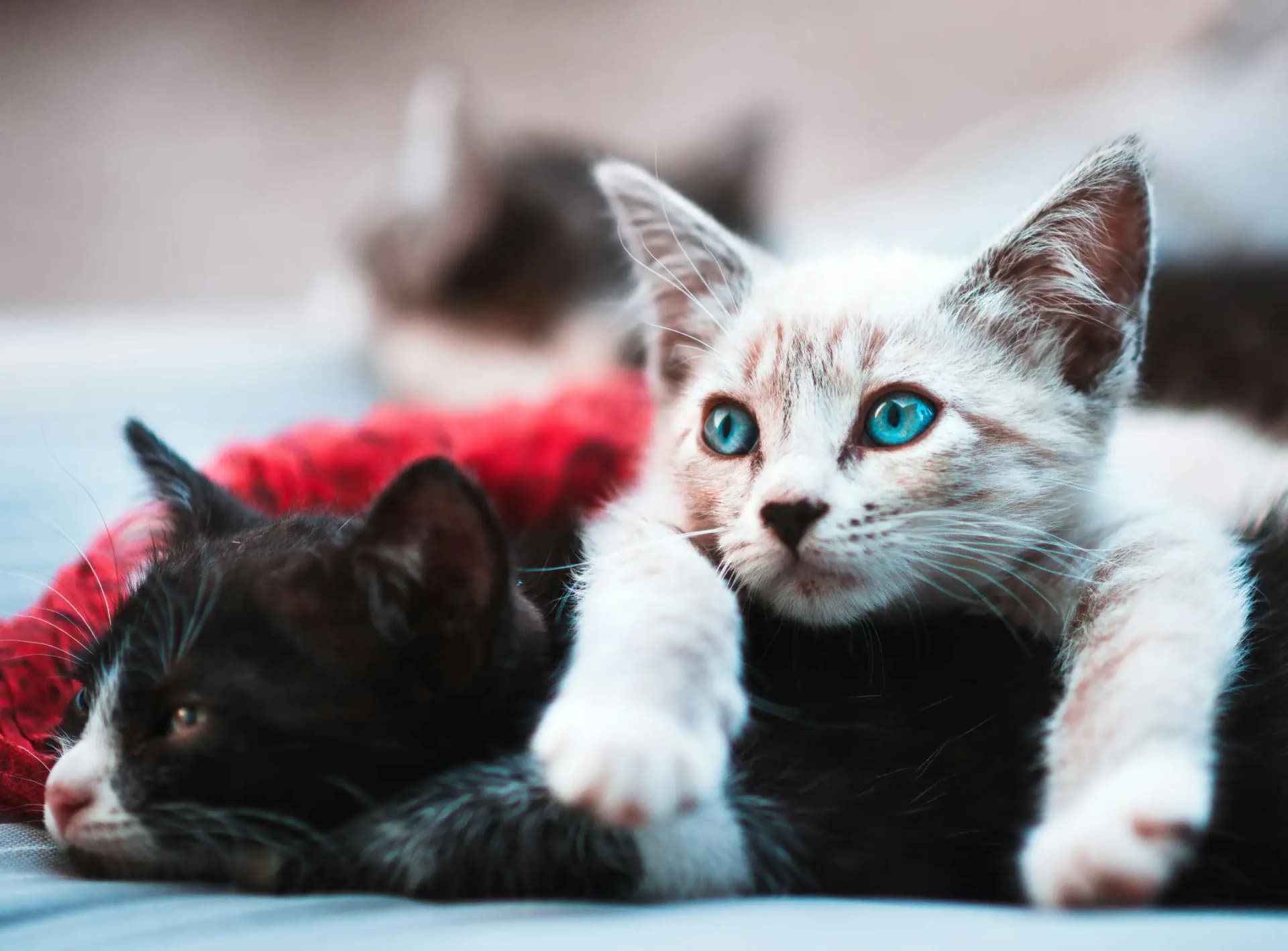 Kitten koopcontract: let hierop