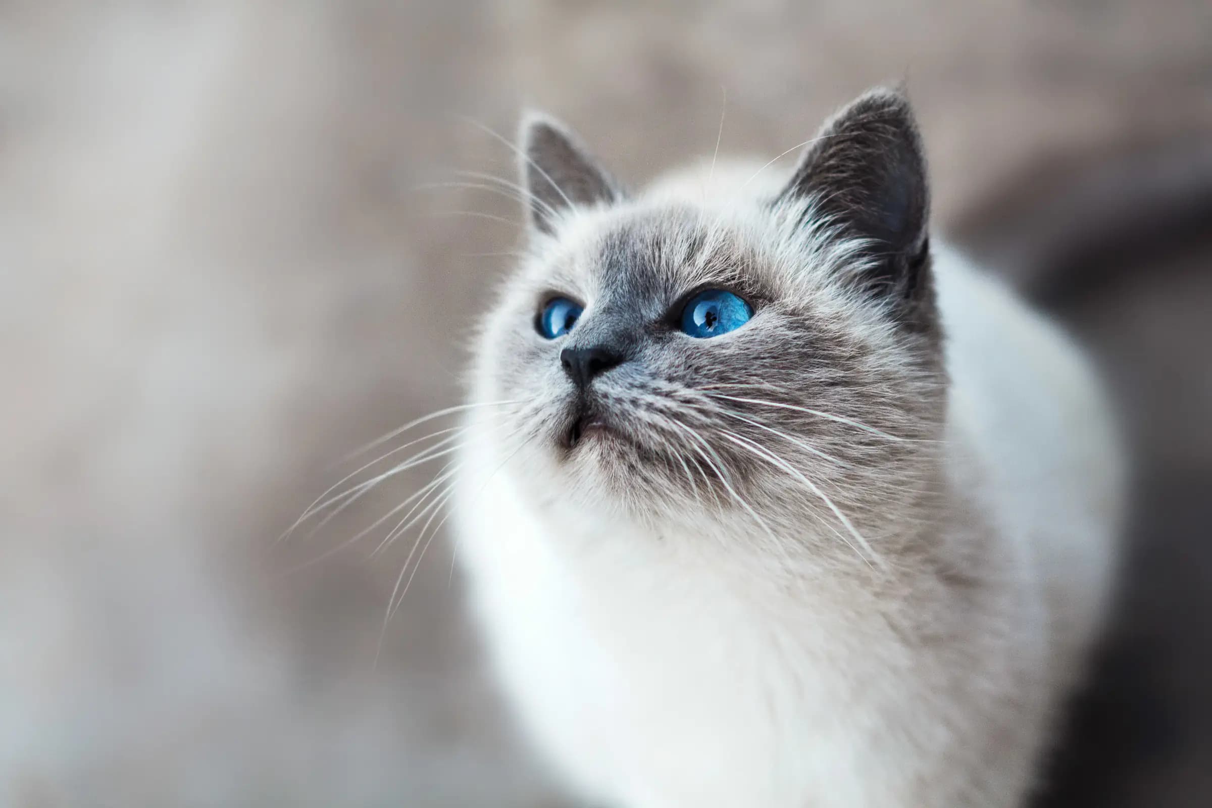 Kitten reserveren: stappenplan