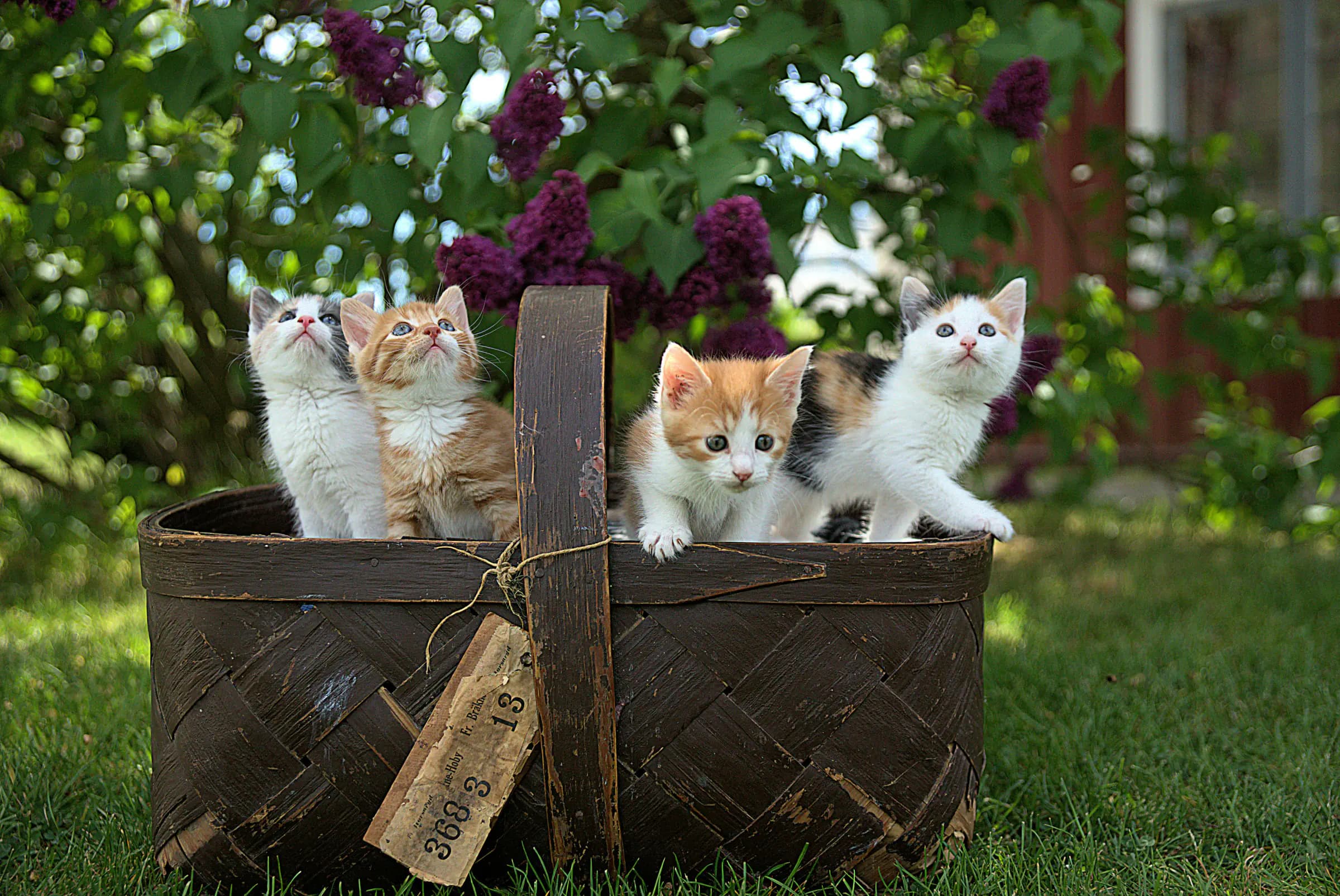 Kitten vaccinatie, chip en paspoort: kosten en controle
