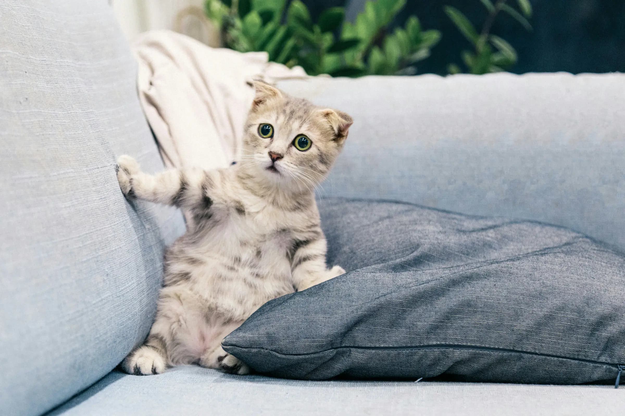 Kitten ophalen: checklist