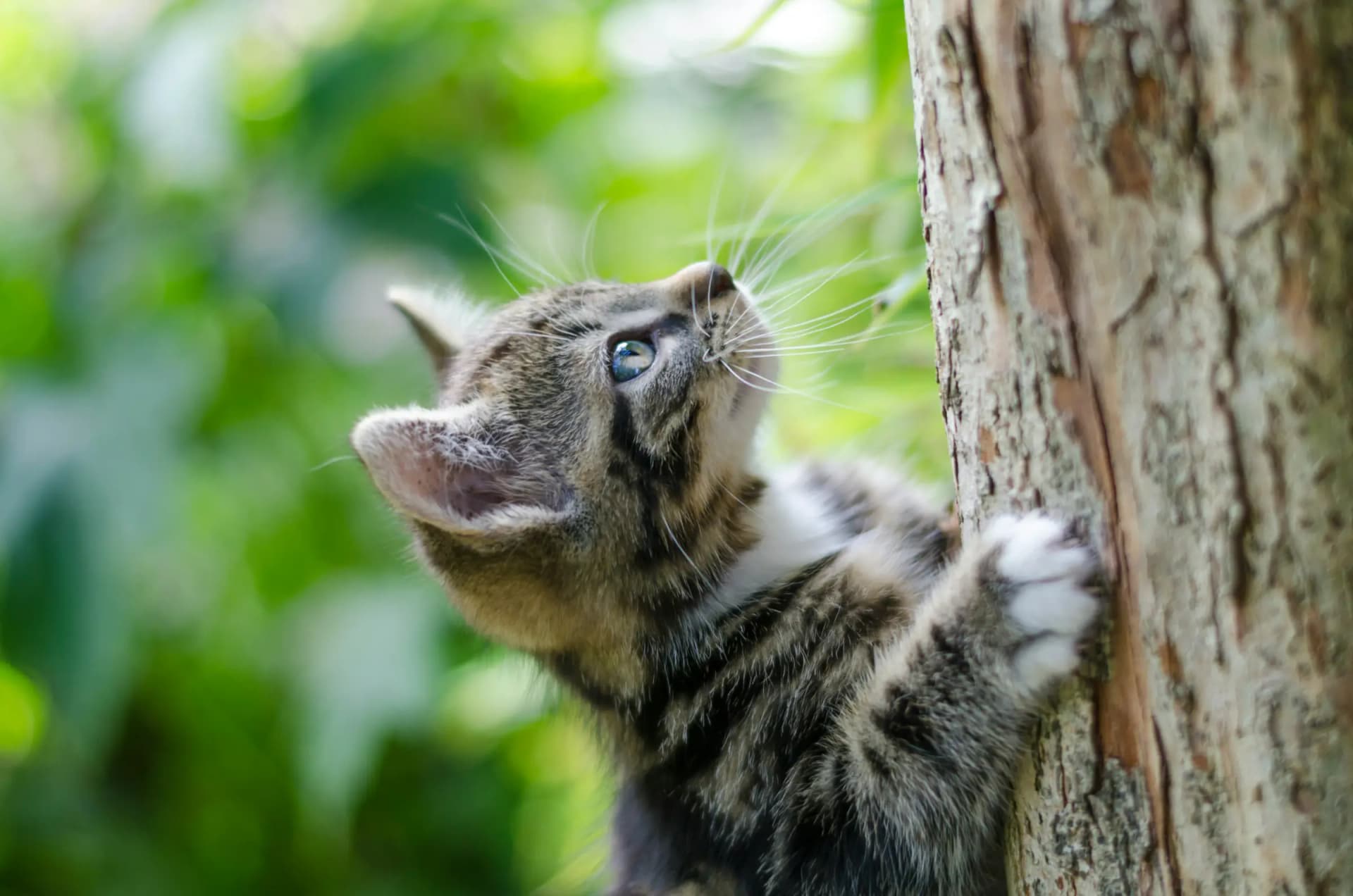 Je huis voorbereiden op een kitten