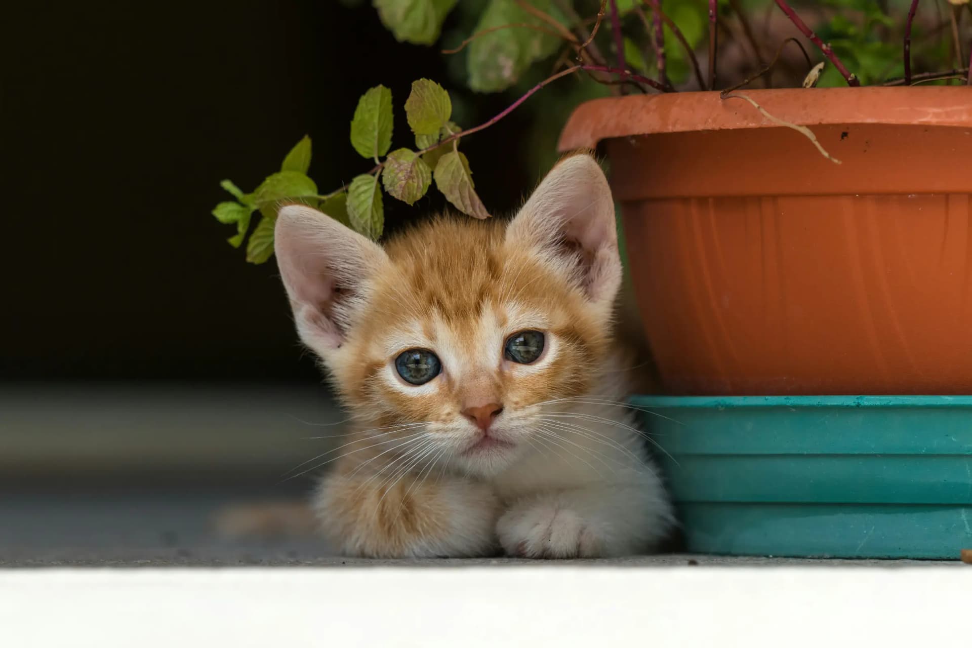 Wat kost een kitten in Nederland? Prijzen per ras en waar je op moet letten