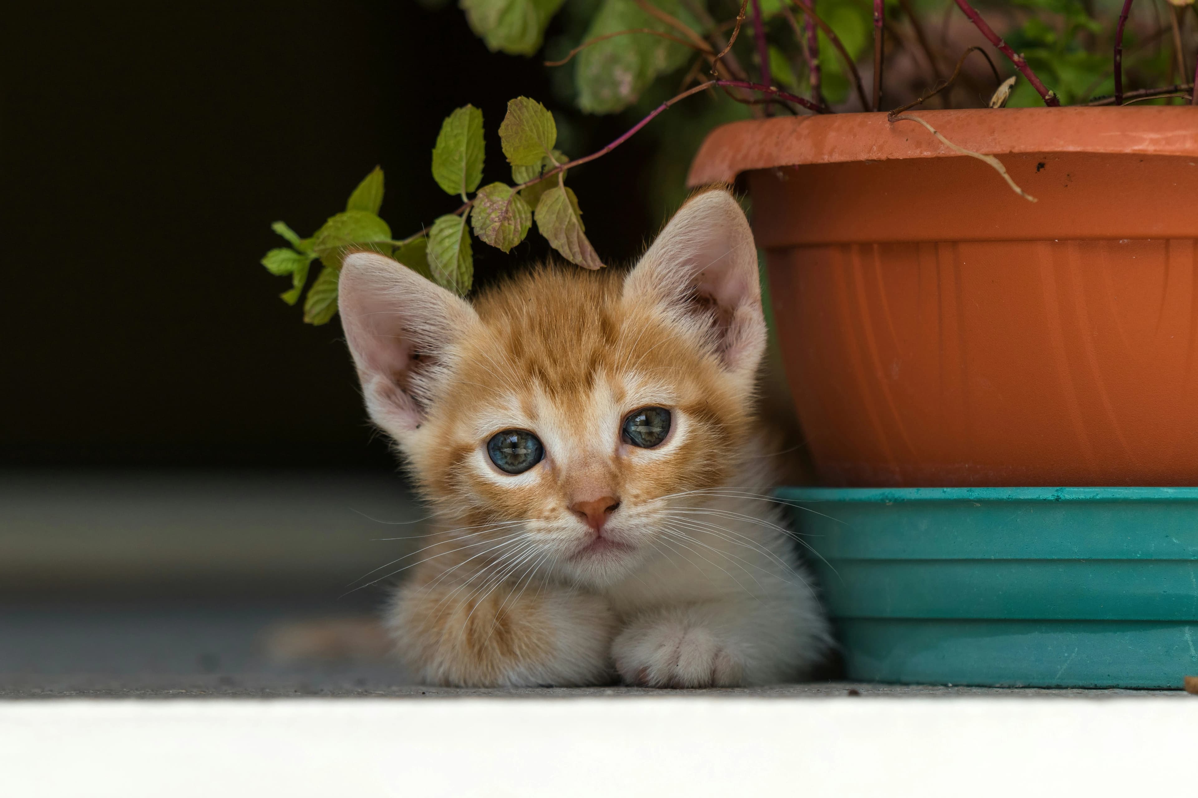 Wat kost een kitten in Nederland? Prijzen per ras en waar je op moet letten
