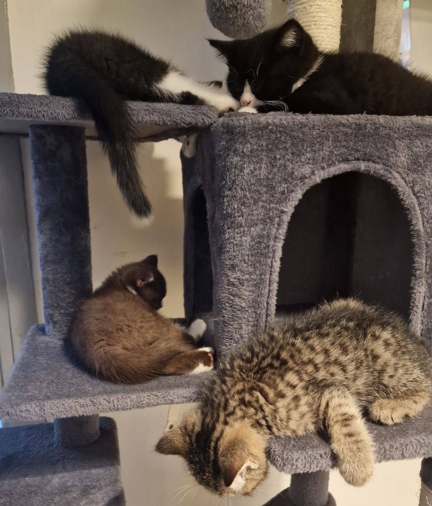 Brits Korthaar kitten te koop in Den Haag: Britse korthaar kittens
