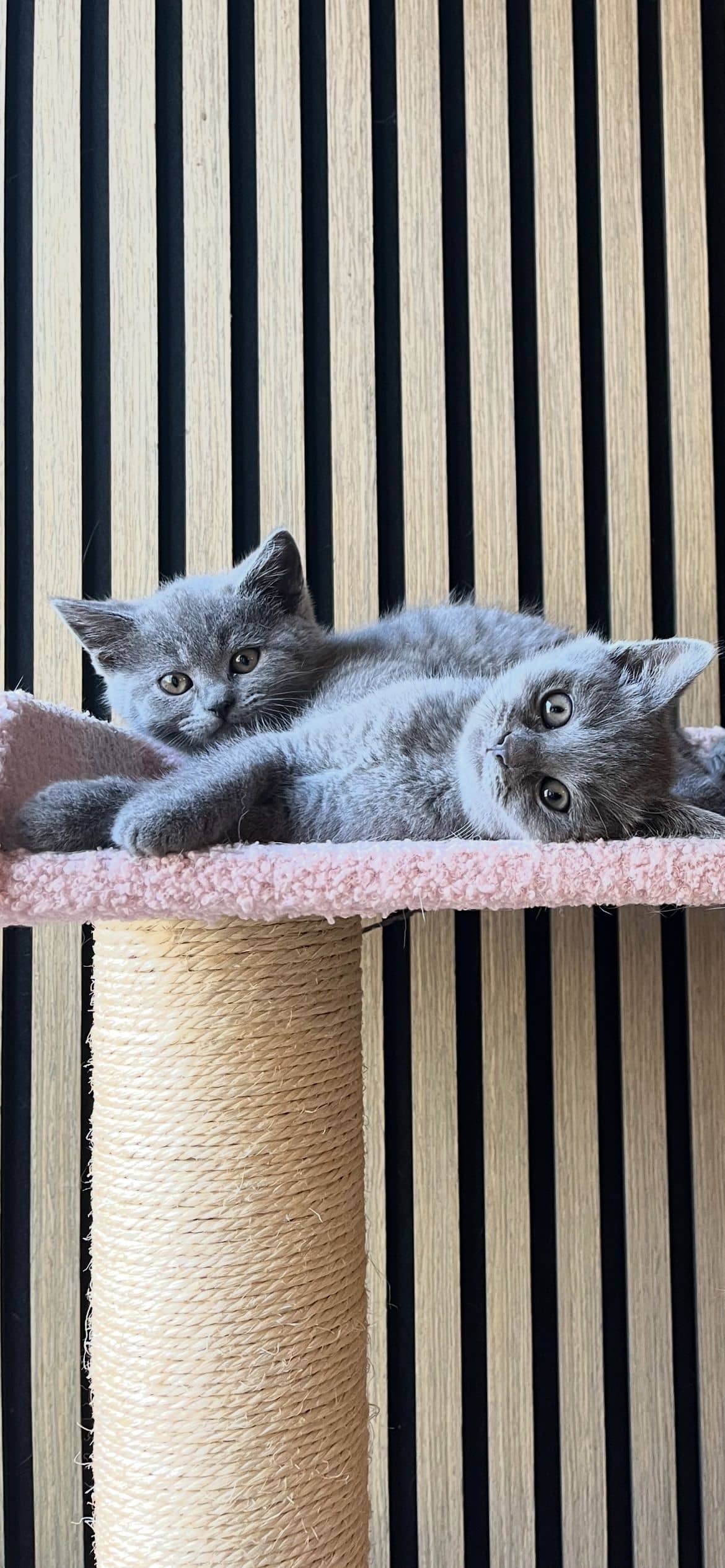 Brits Korthaar kitten te koop in Rotterdam: Britse korthaar kittens laatste 3
