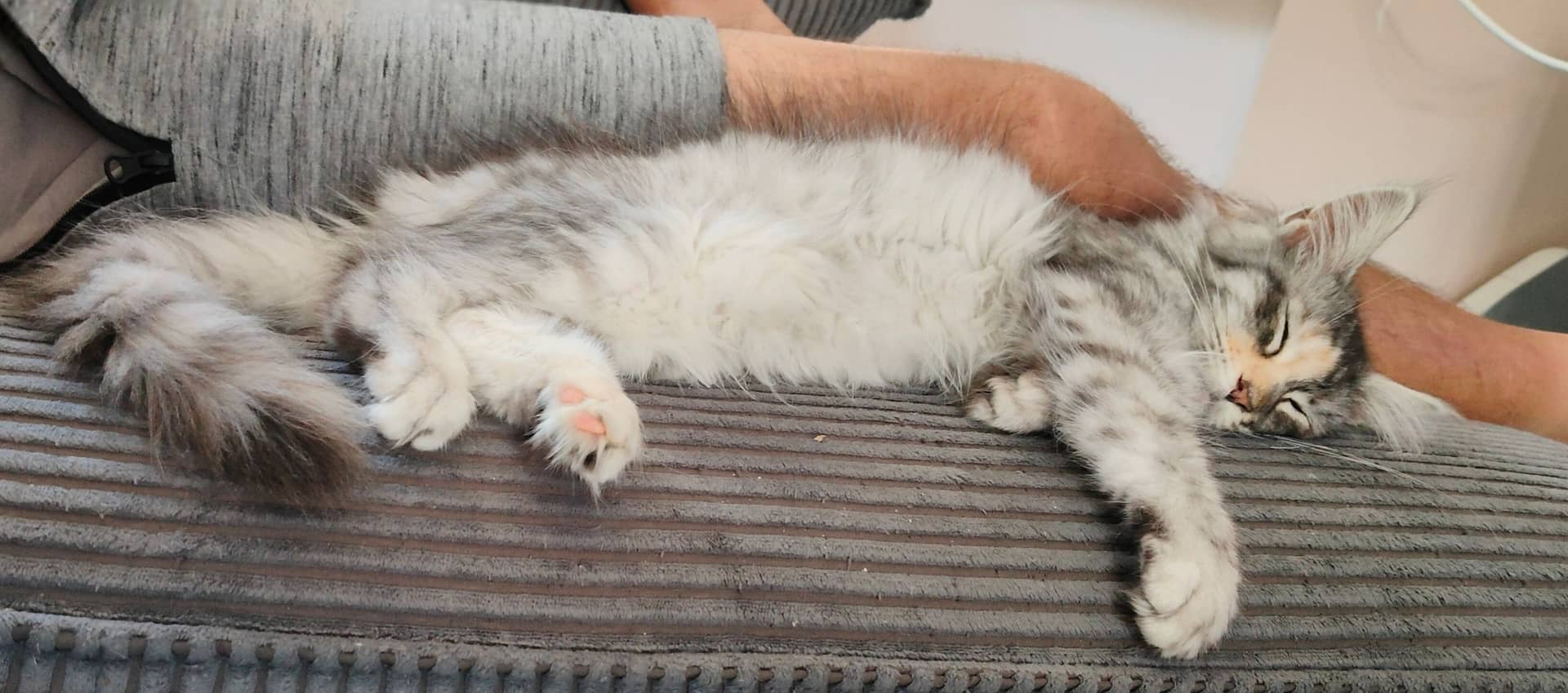 Maine Coon kitten te koop in Sneek: Maine Coon kittens met stamboom