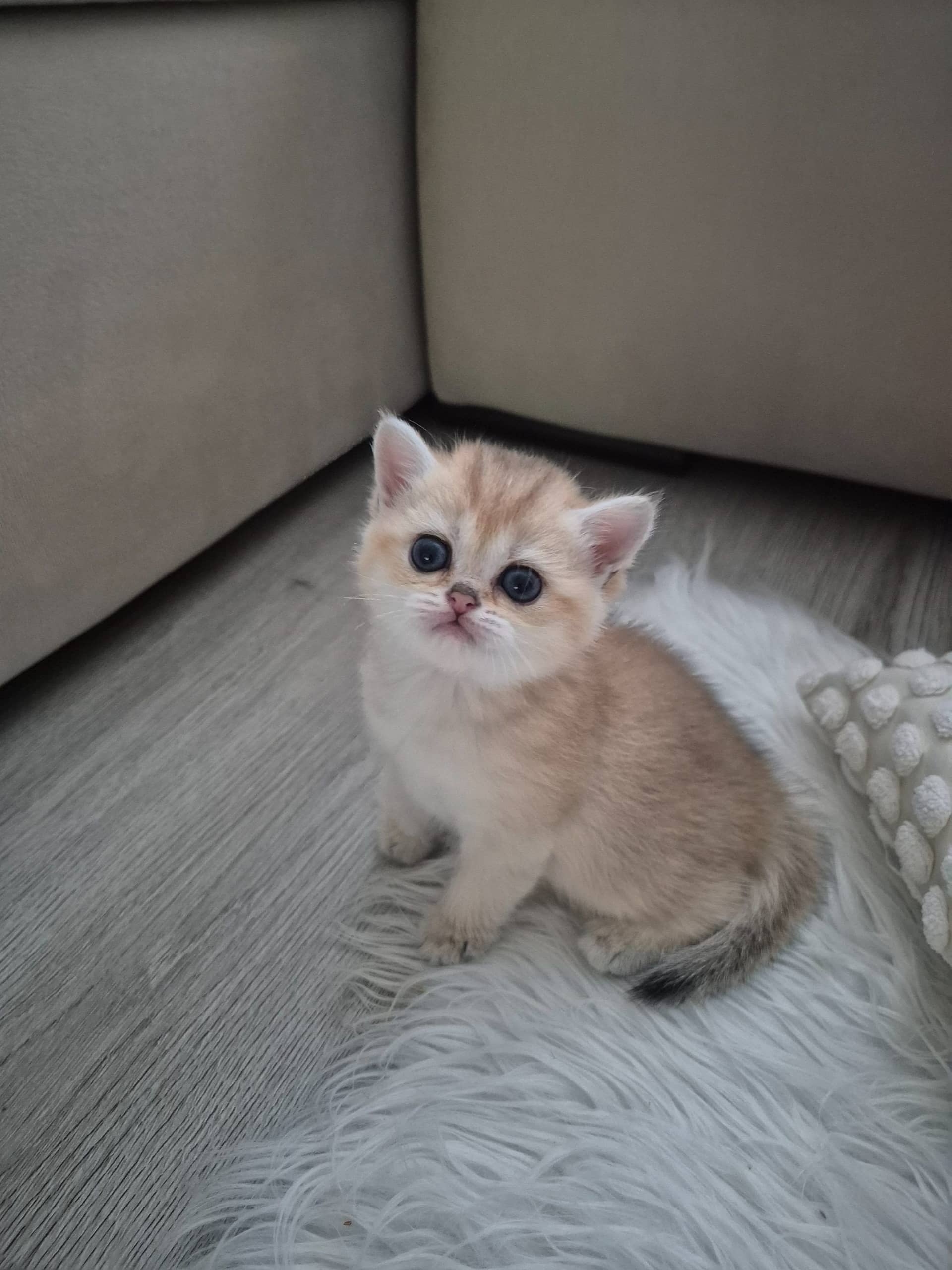 Brits Korthaar kitten te koop in Rotterdam: Brits korthaar met stamboom van Mundikat