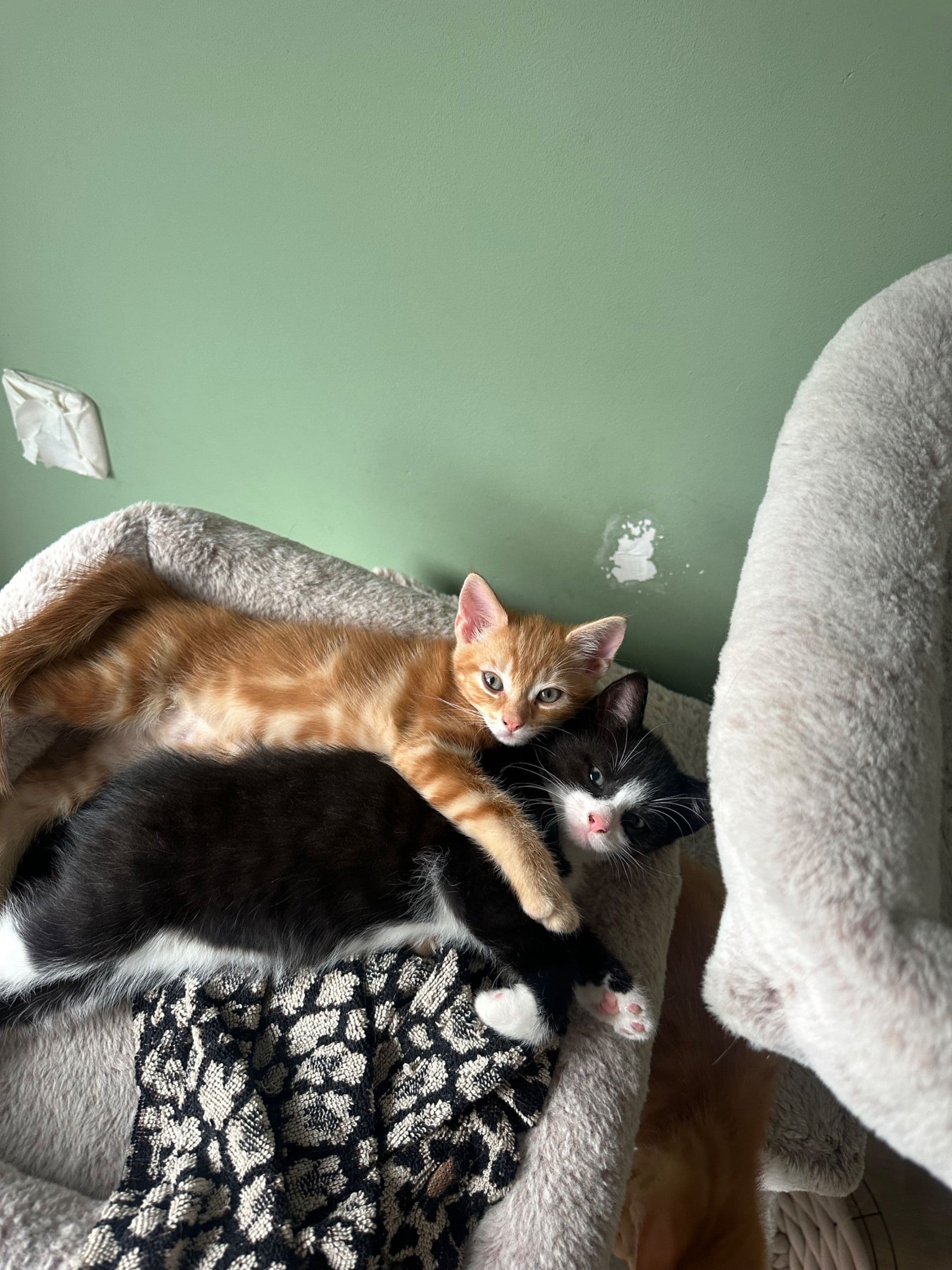 Maine Coon kitten te koop in Huizen: Prachtige kittens zoeken een warm nieuw huis