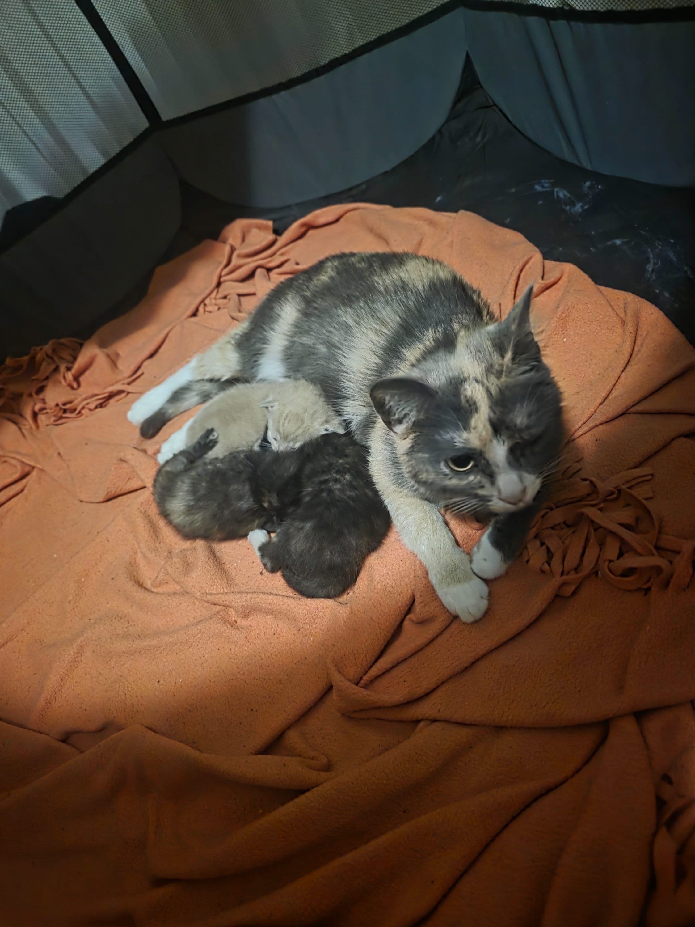 Huiskat kitten te koop in Landgraaf: Kitten vrouwtje