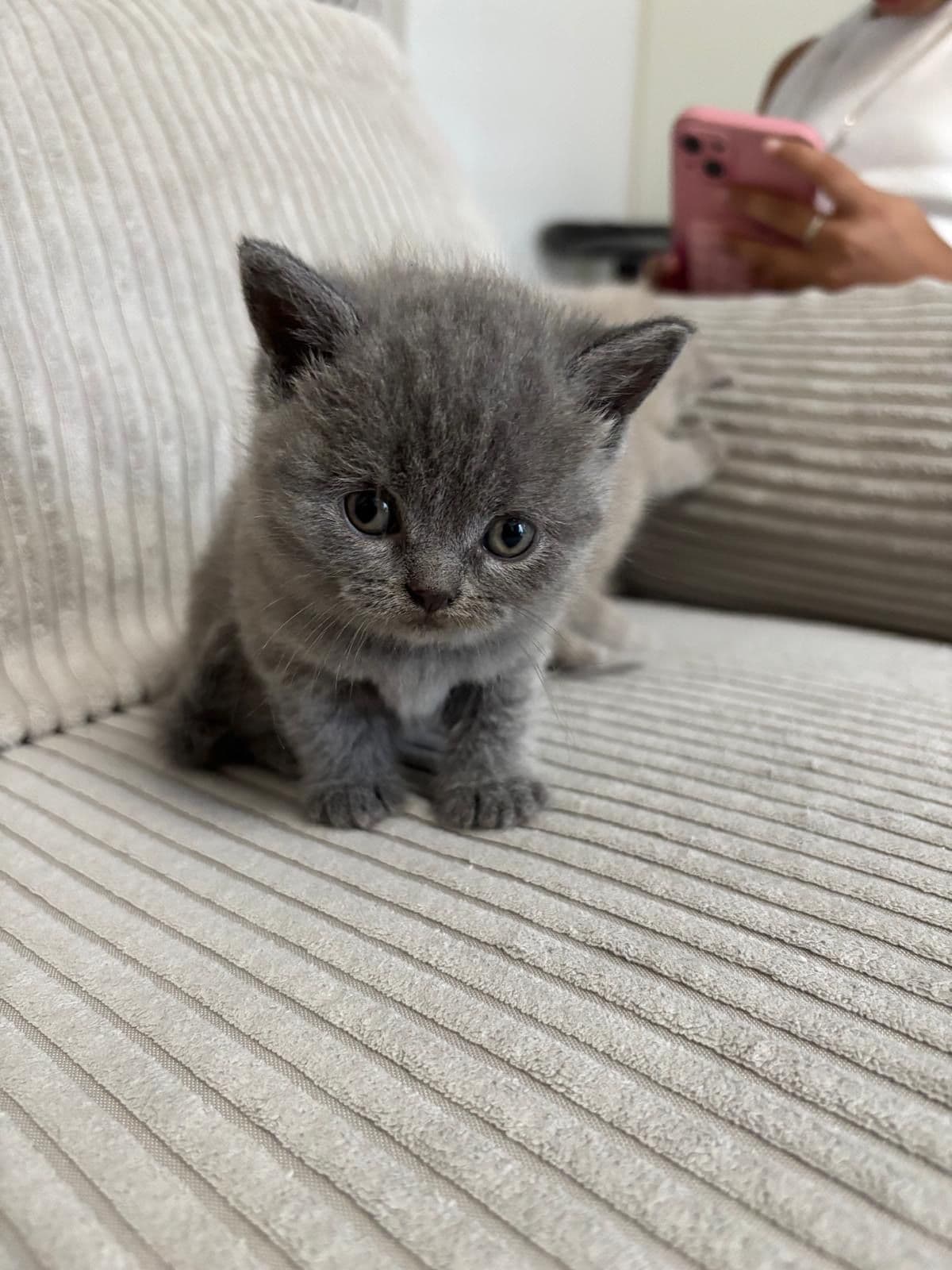 Brits Korthaar kitten te koop in Heerlen: Kittens (Heerlen)