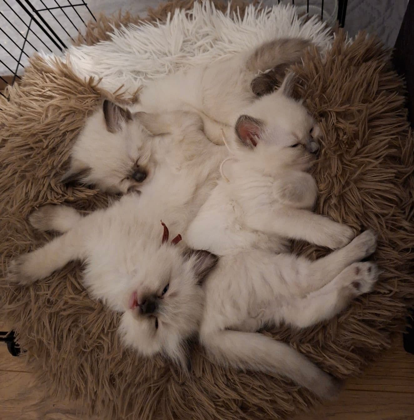 Ragdoll kitten te koop in Utrecht: Ragdoll kitten