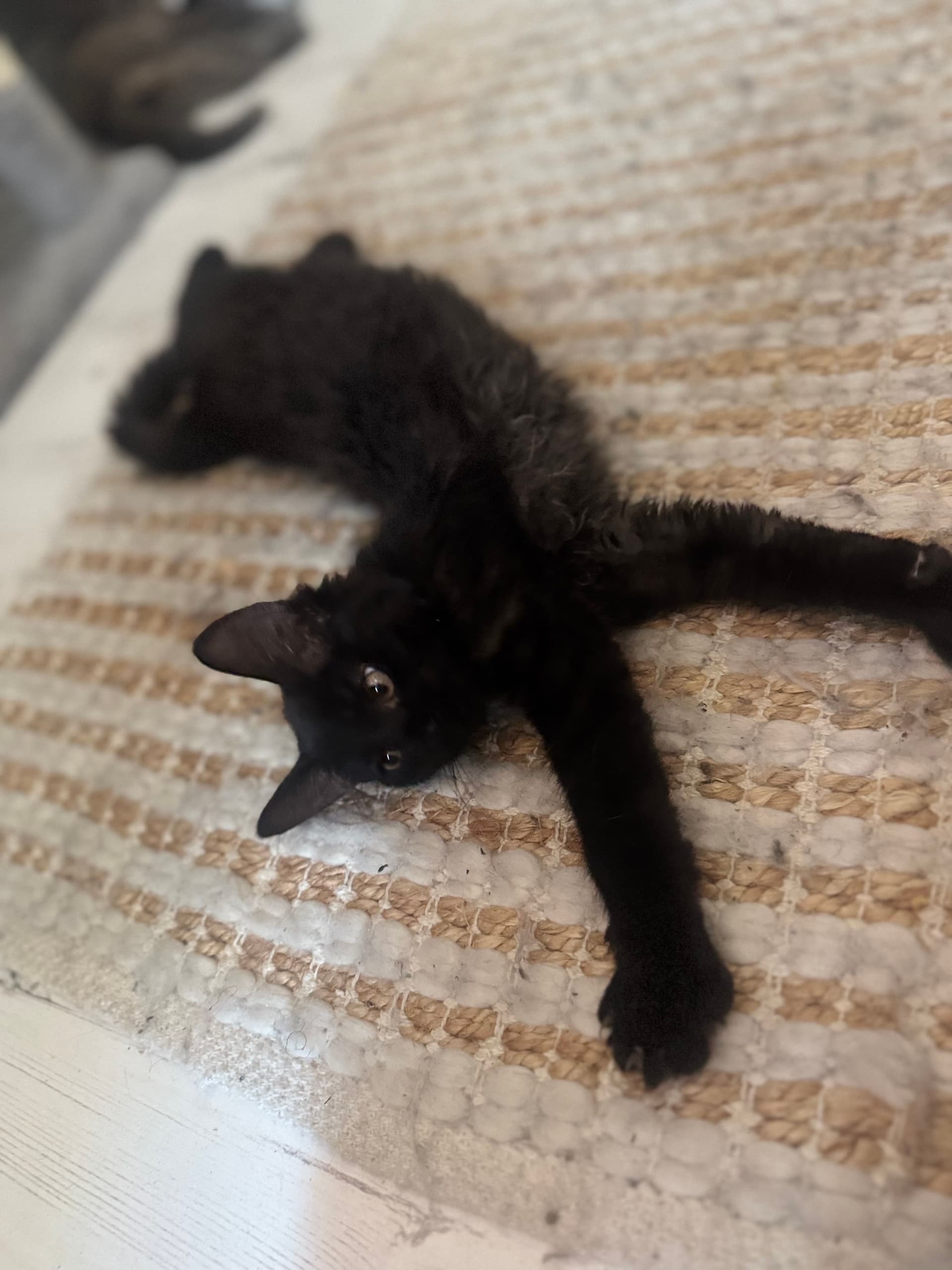 Maine Coon kitten te koop in Den Haag: Lumi zoekt een leuke baasje (Den Haag)
