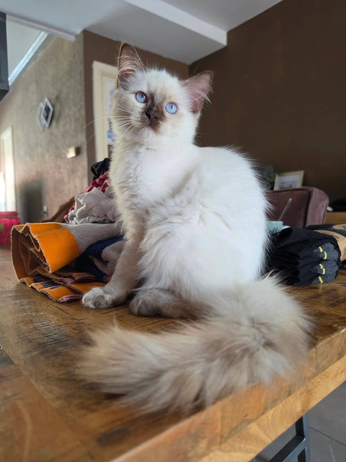 Ragdoll kitten te koop in Almelo: Ragdoll fokpoesje met stamboom in Almelo