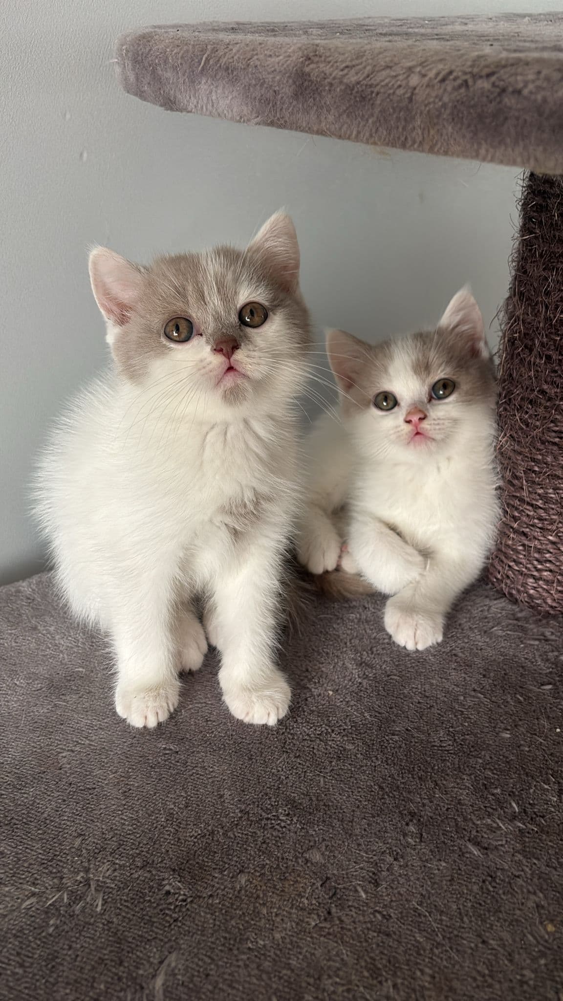 Brits Korthaar kitten te koop in Nijmegen: Brits Korthaar katertjes