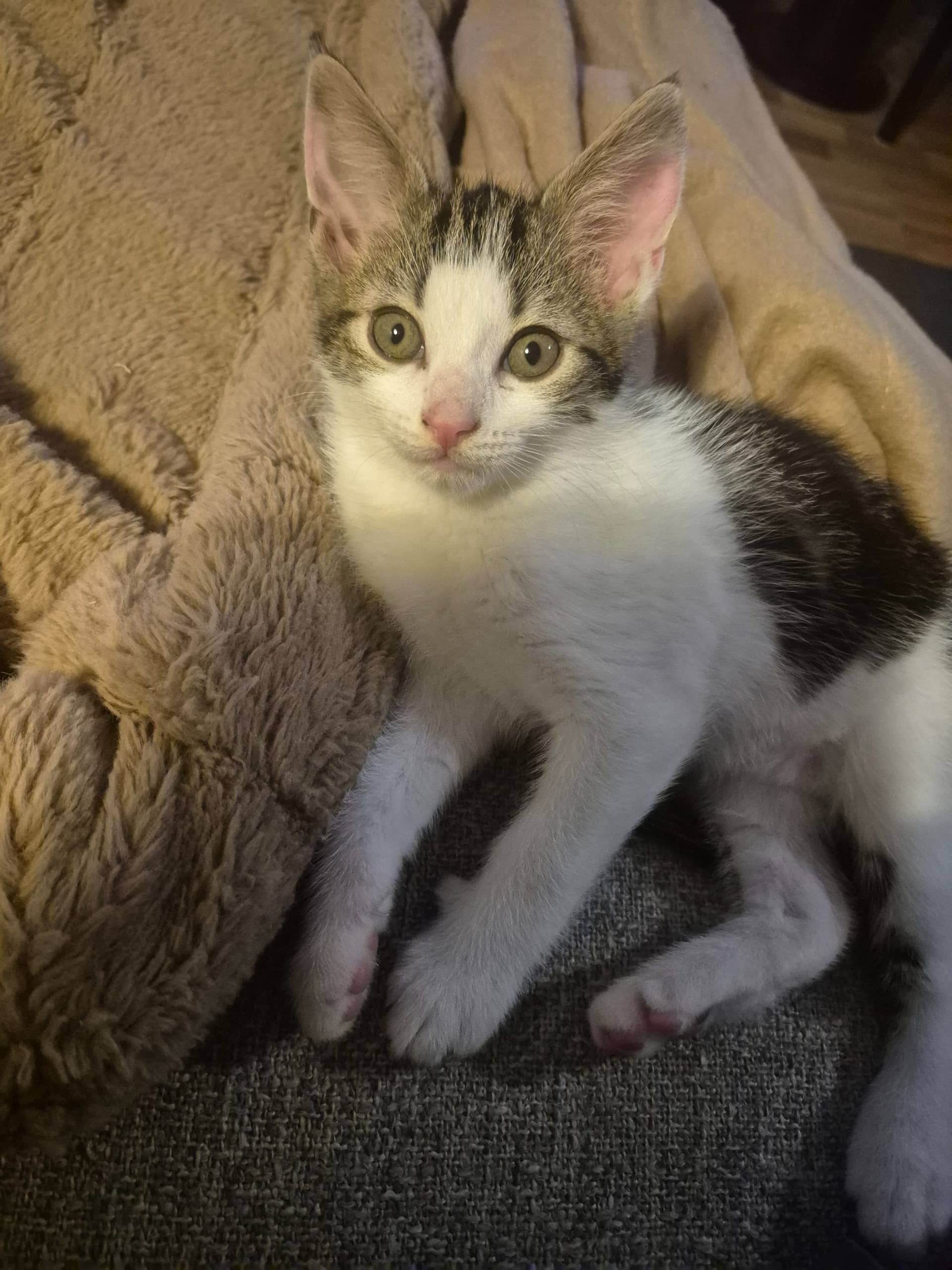 Europese Korthaar kitten te koop in Ijsselmuiden: Kitten uit nestje van 5 omgeving Kampen