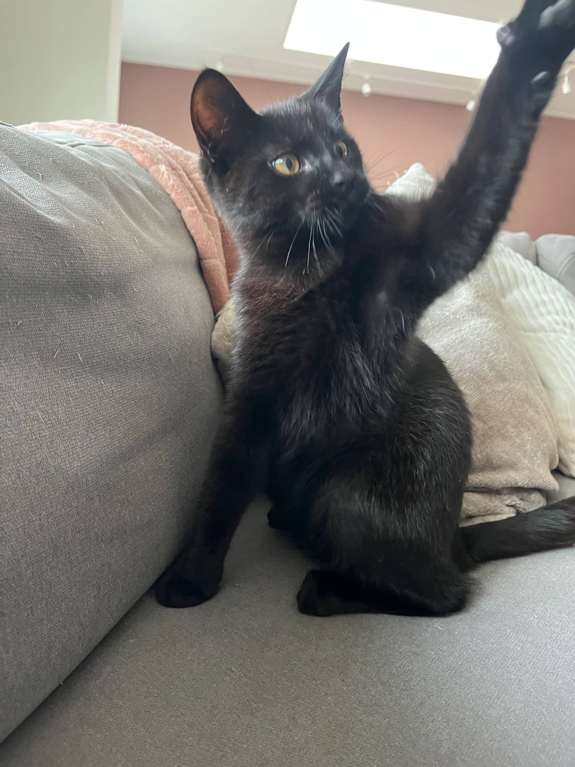 Europese Korthaar kitten te koop in Heemstede: Zwarte kater
