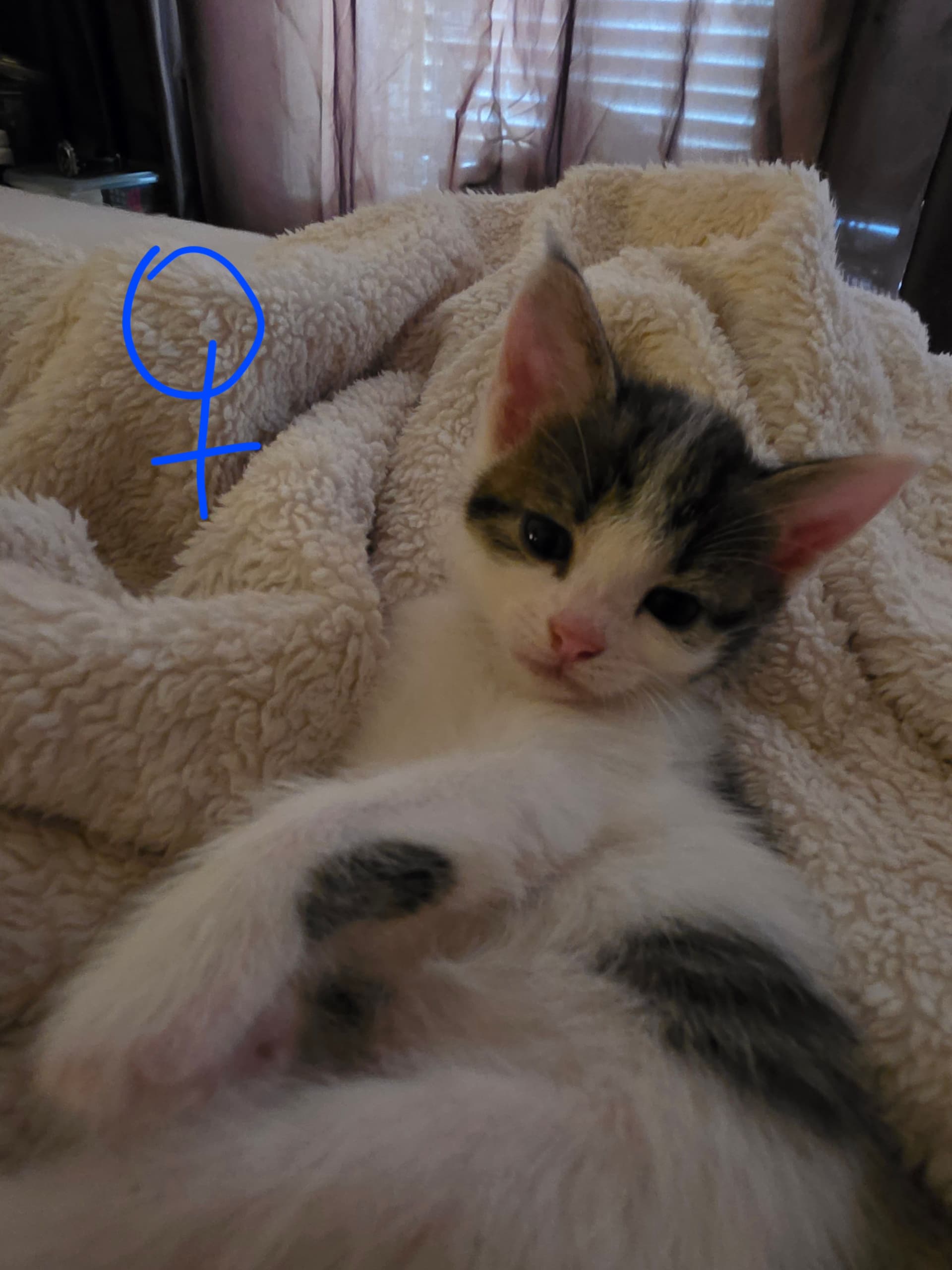 Europese Korthaar kitten te koop in Uithoorn: Mooie lieve kittens