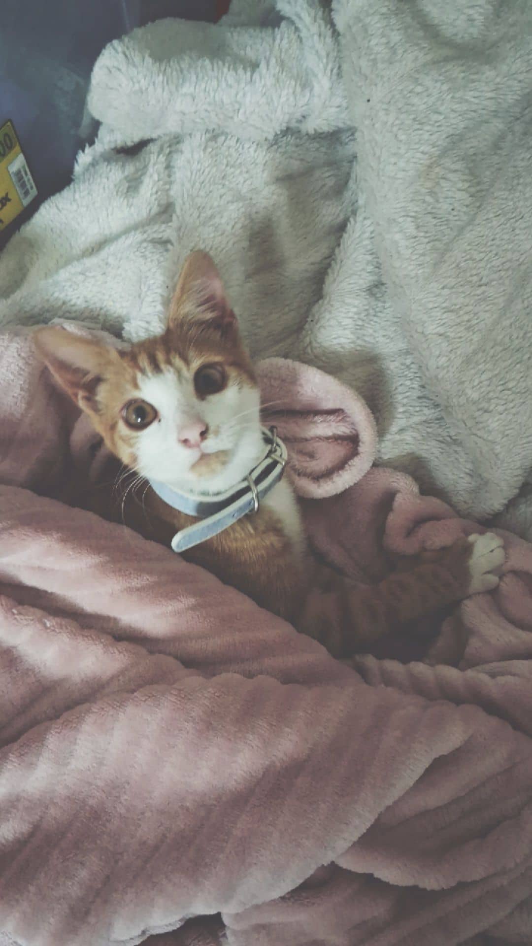 Europese Korthaar kitten te koop in AALTEN: Europese korthaar Bella in Aalten