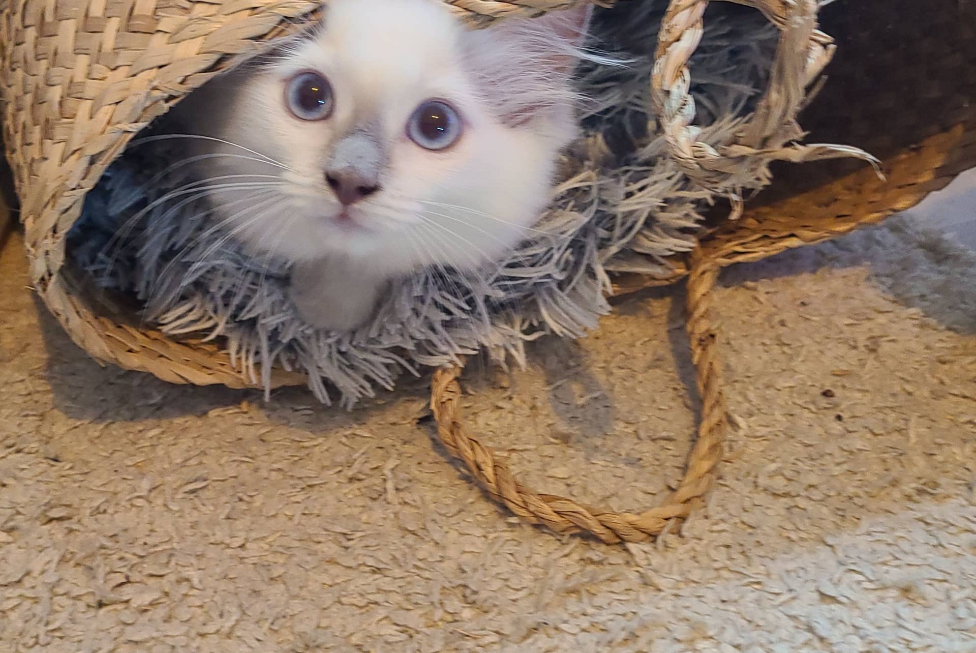 Ragdoll kitten te koop in Wijchen: Ragdoll kitten Wijchen ( nabij Nijmegen)