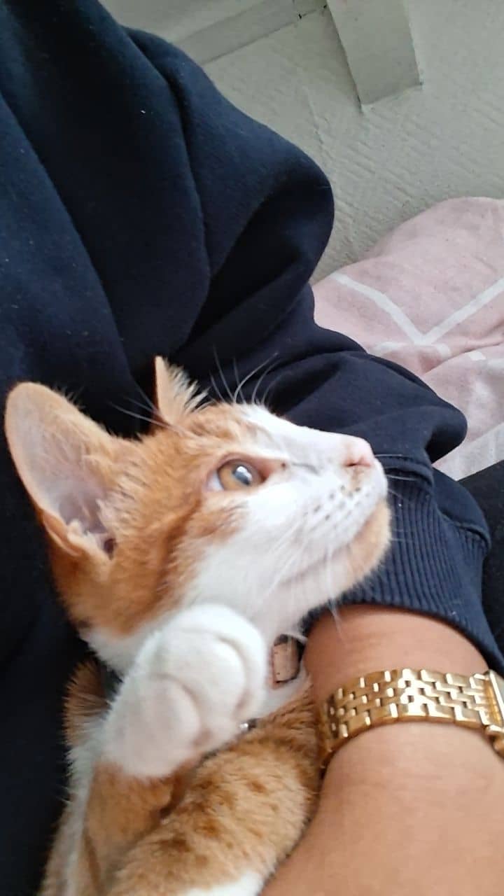 Europese Korthaar kitten te koop in Aalten: Europese korthaar kitten Bella in Aalten