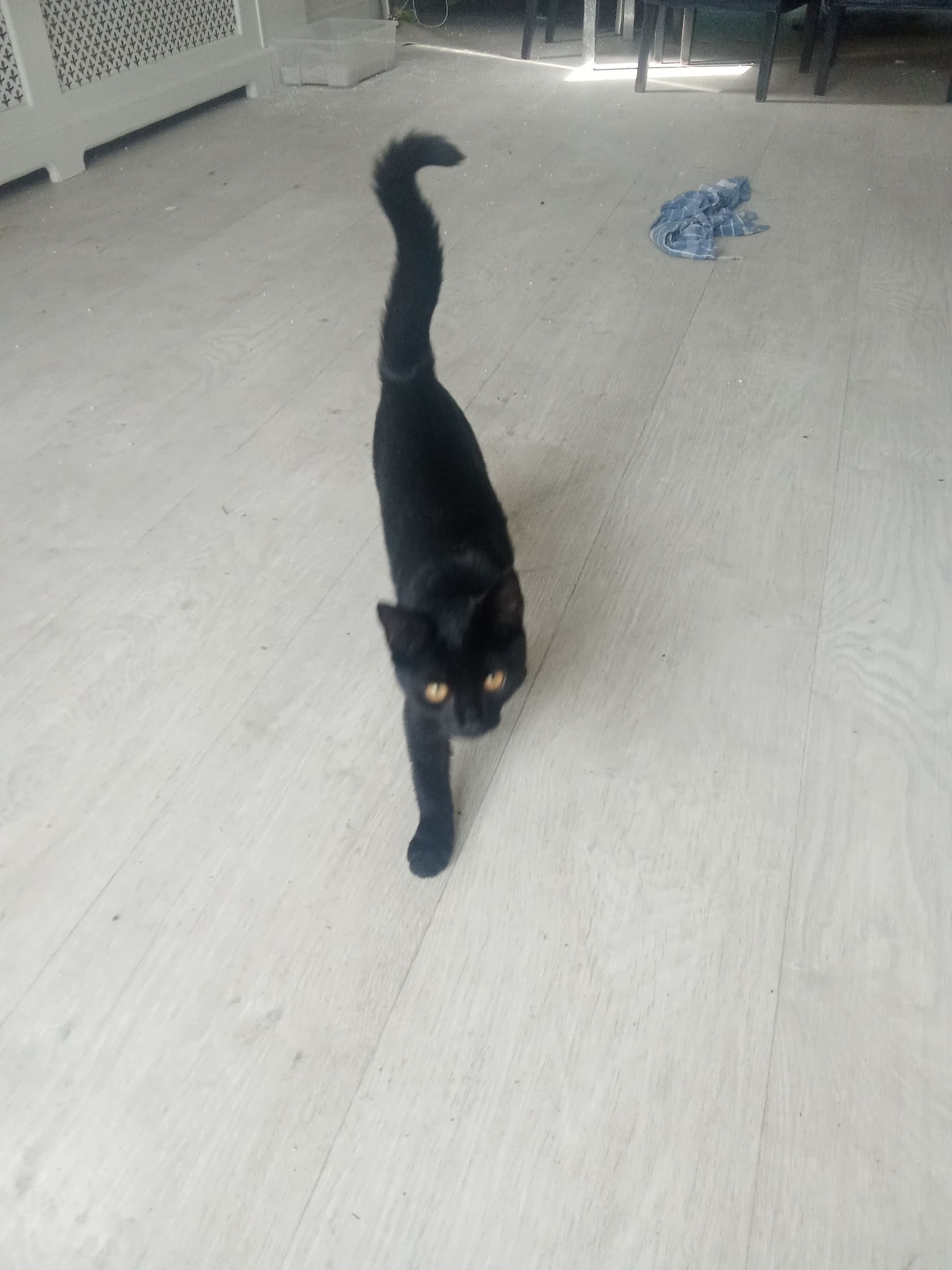 Huiskat kitten te koop in Den Haag: Zwarte kitten den haag