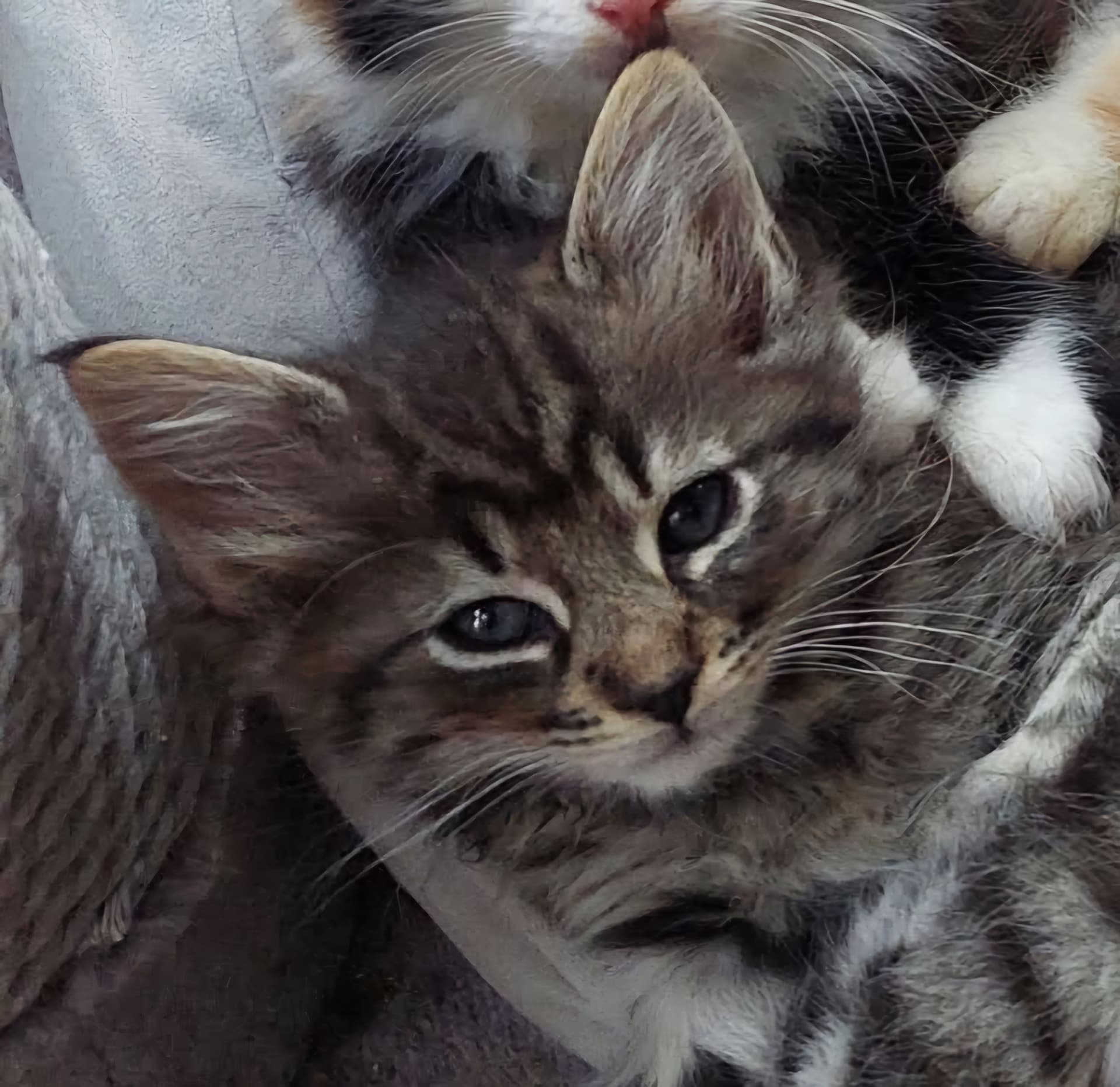 Noorse Boskat kitten te koop in Stadskanaal: Noorse Boskat kitten in Stadskanaal