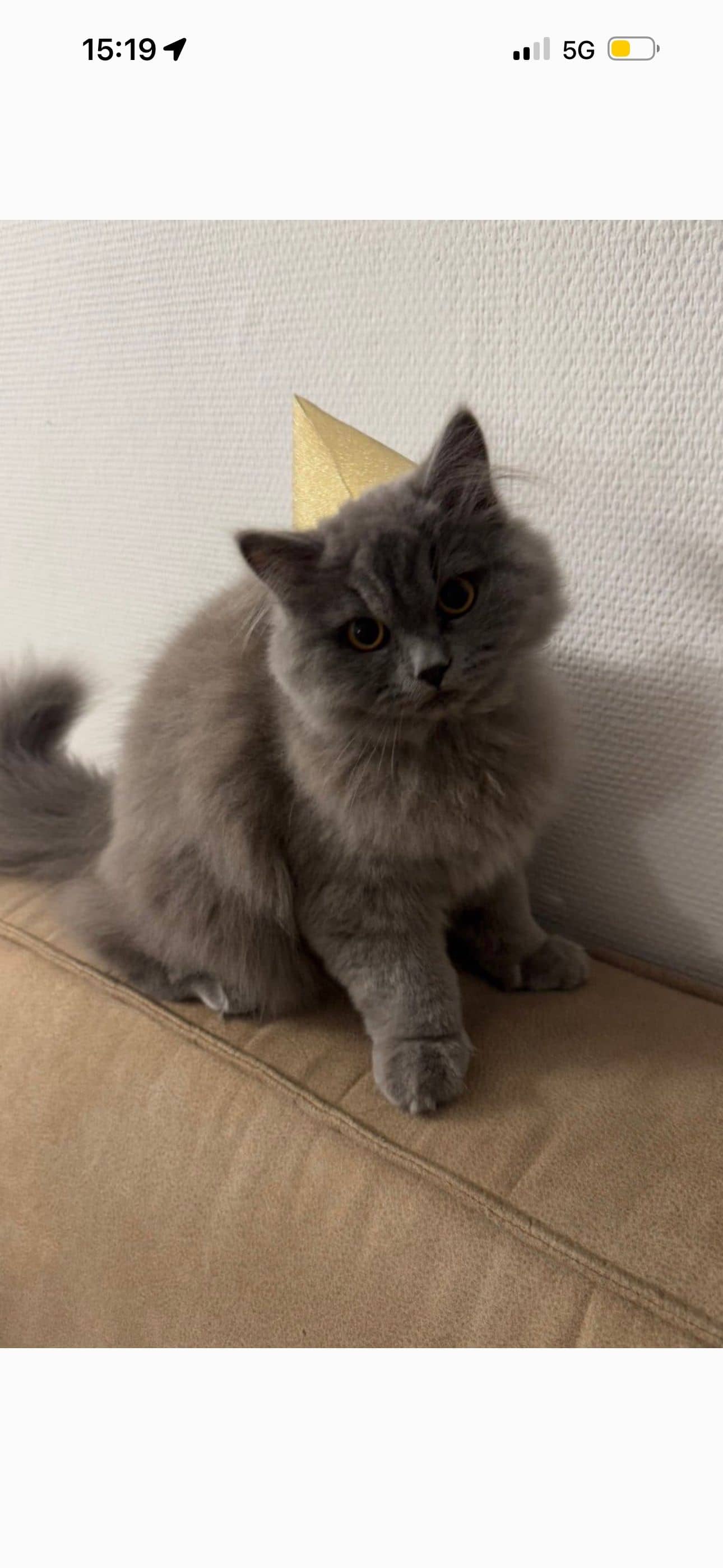 Brits Langhaar kitten te koop in UTRECHT: BRITSELANG HAAR ZOEKT THUIS DUMDUM SPOED