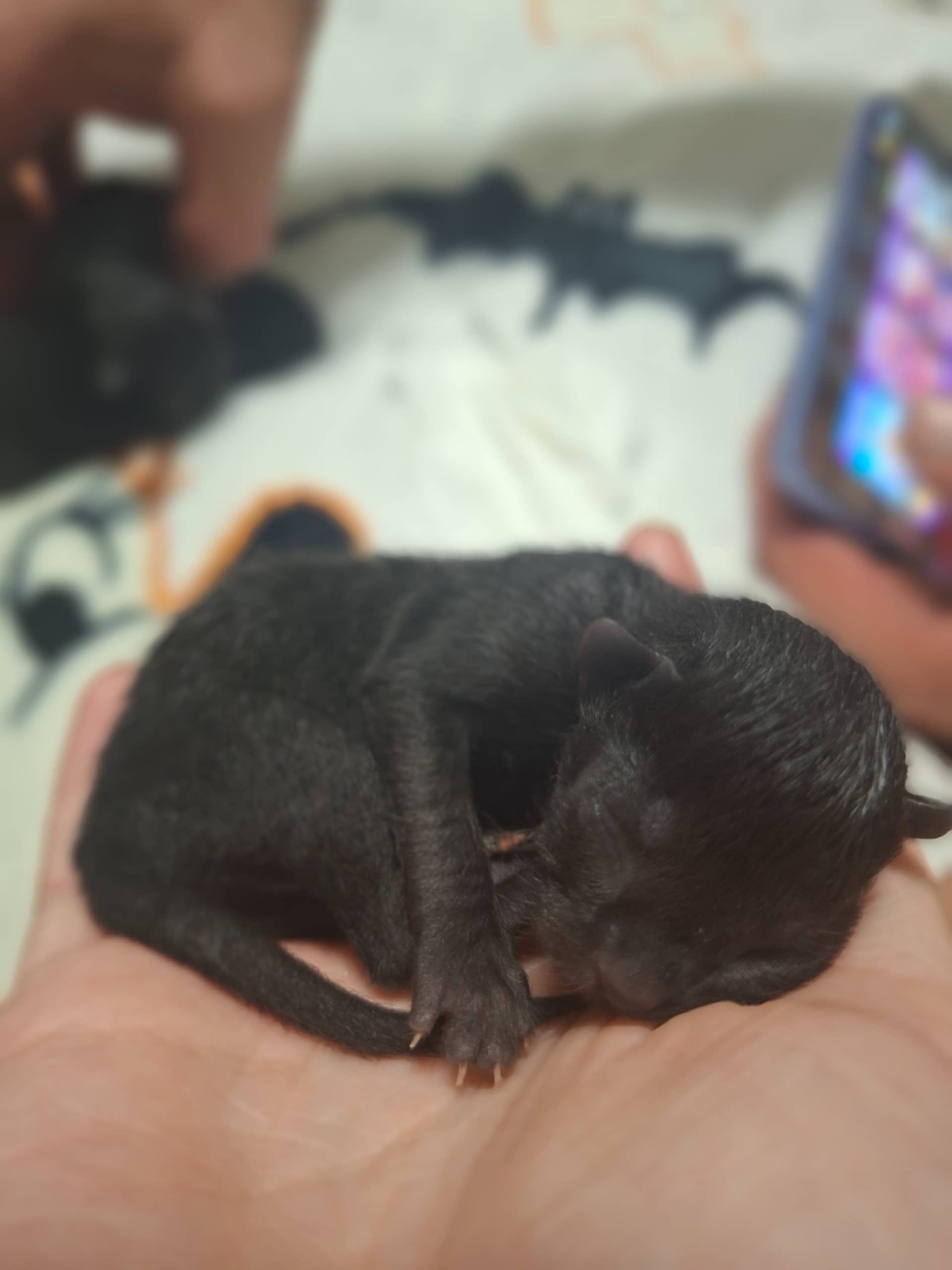 Europese Korthaar kitten te koop in Heerlen: Europese kortharige kittens