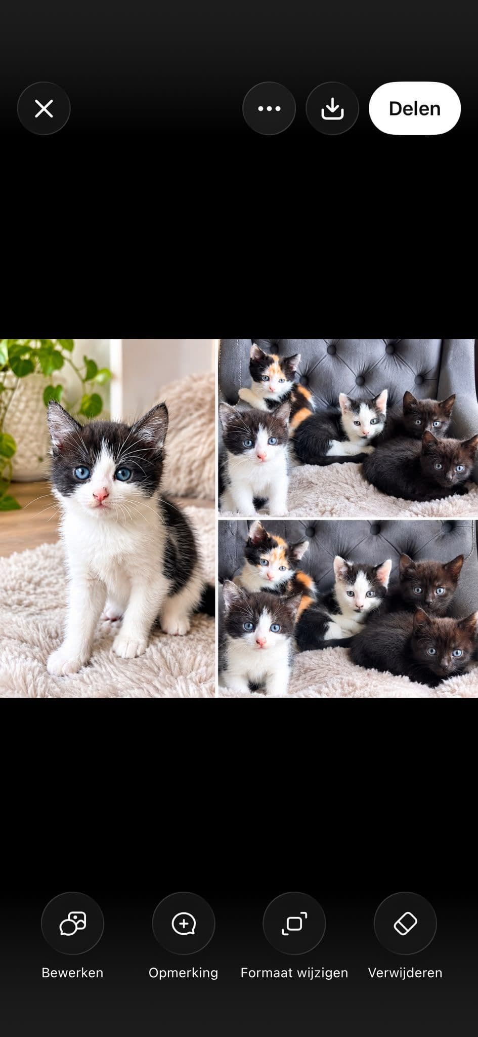 Europese Korthaar kitten te koop in Oosterhout: 5 kittens zoeken een warm huisje