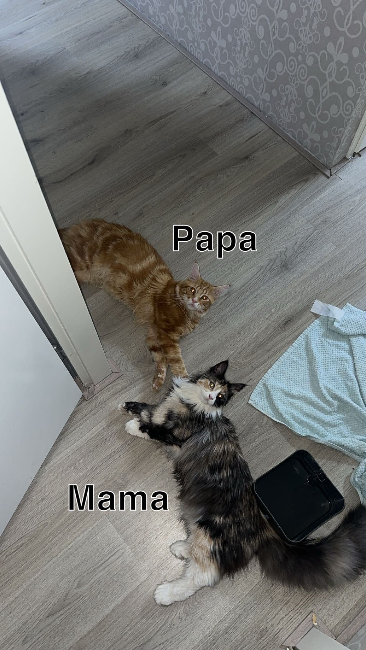 Maine Coon kitten te koop in Breda: Lieve polydactyl Maine Coon kittens zoeken een liefdevol thuis