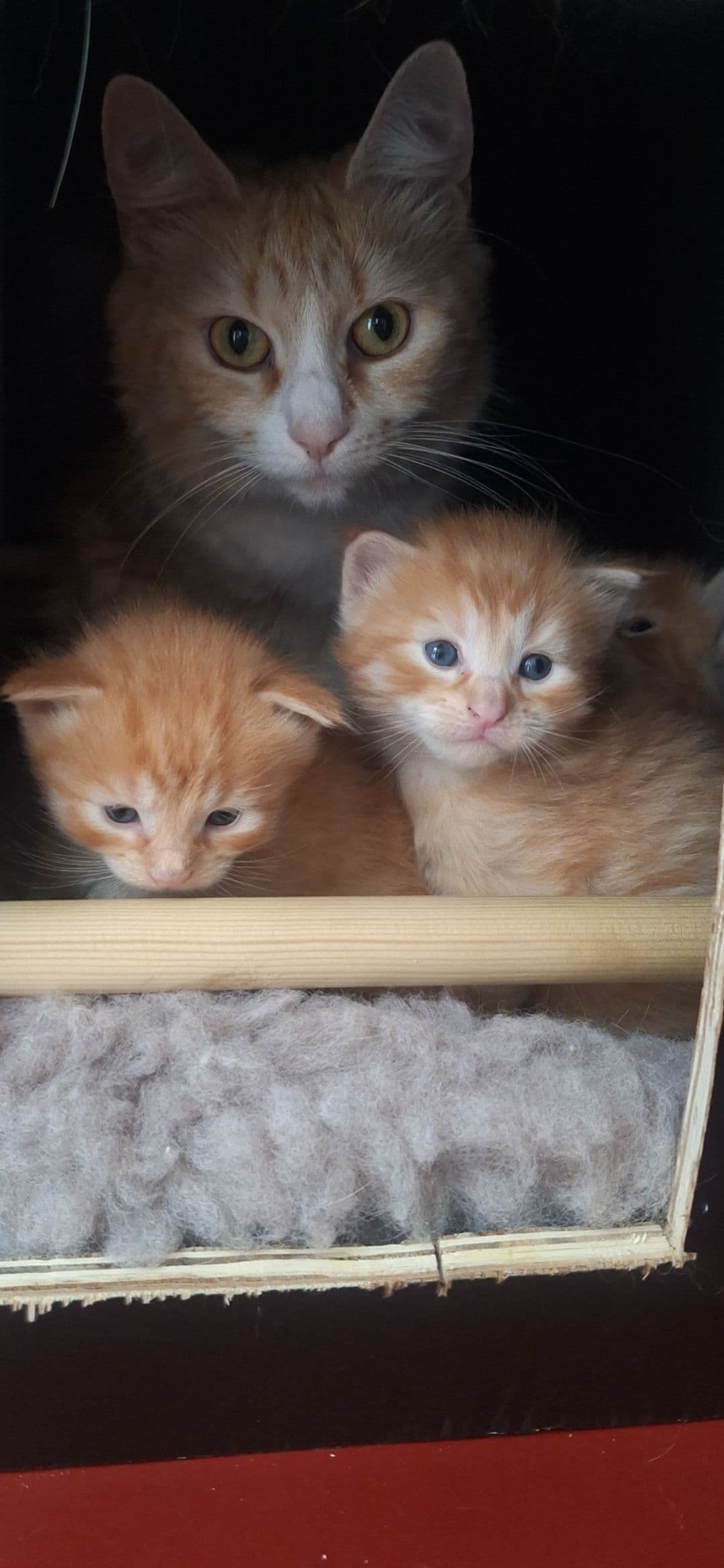 Maine Coon kitten te koop in Rotterdam: Prachtige 3/4 Maine Coon & Noorse Boskat tijgertjes