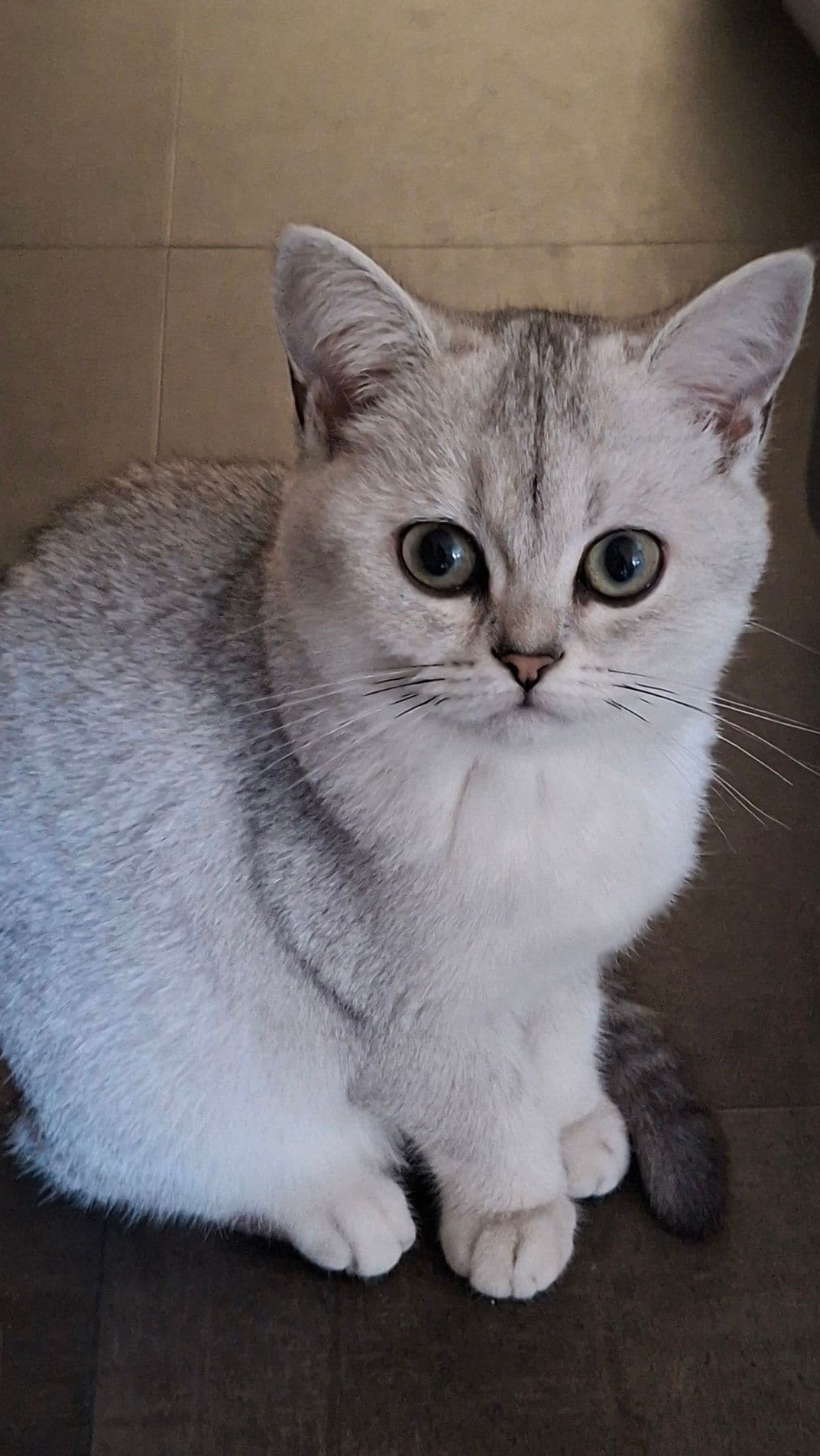 Brits Korthaar kitten te koop in son en breugel: aangeboden 2 schattige brits korthaar kittens