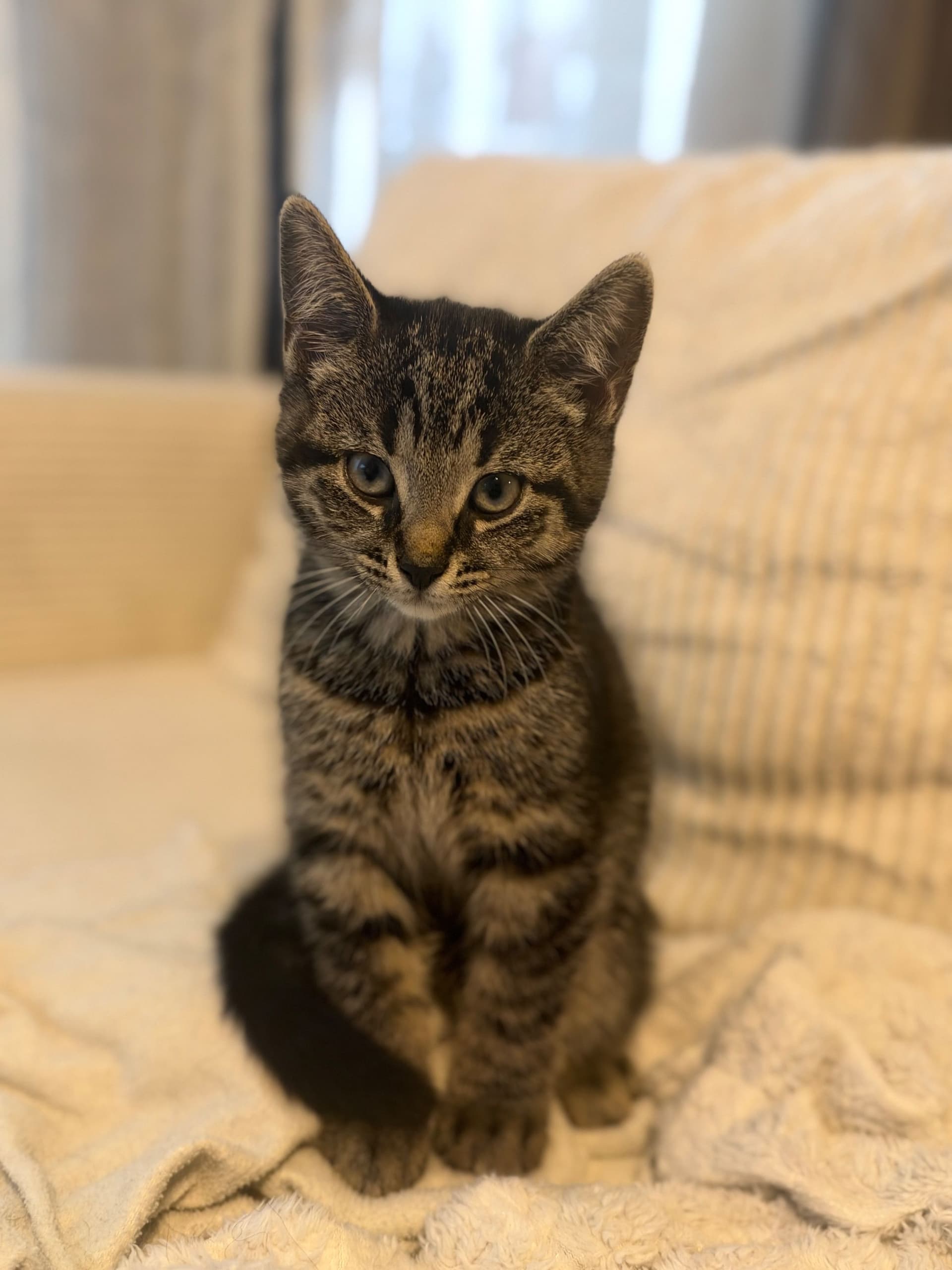 Brits Korthaar kitten te koop in Purmerend: Britse korthaar uit Purmerend