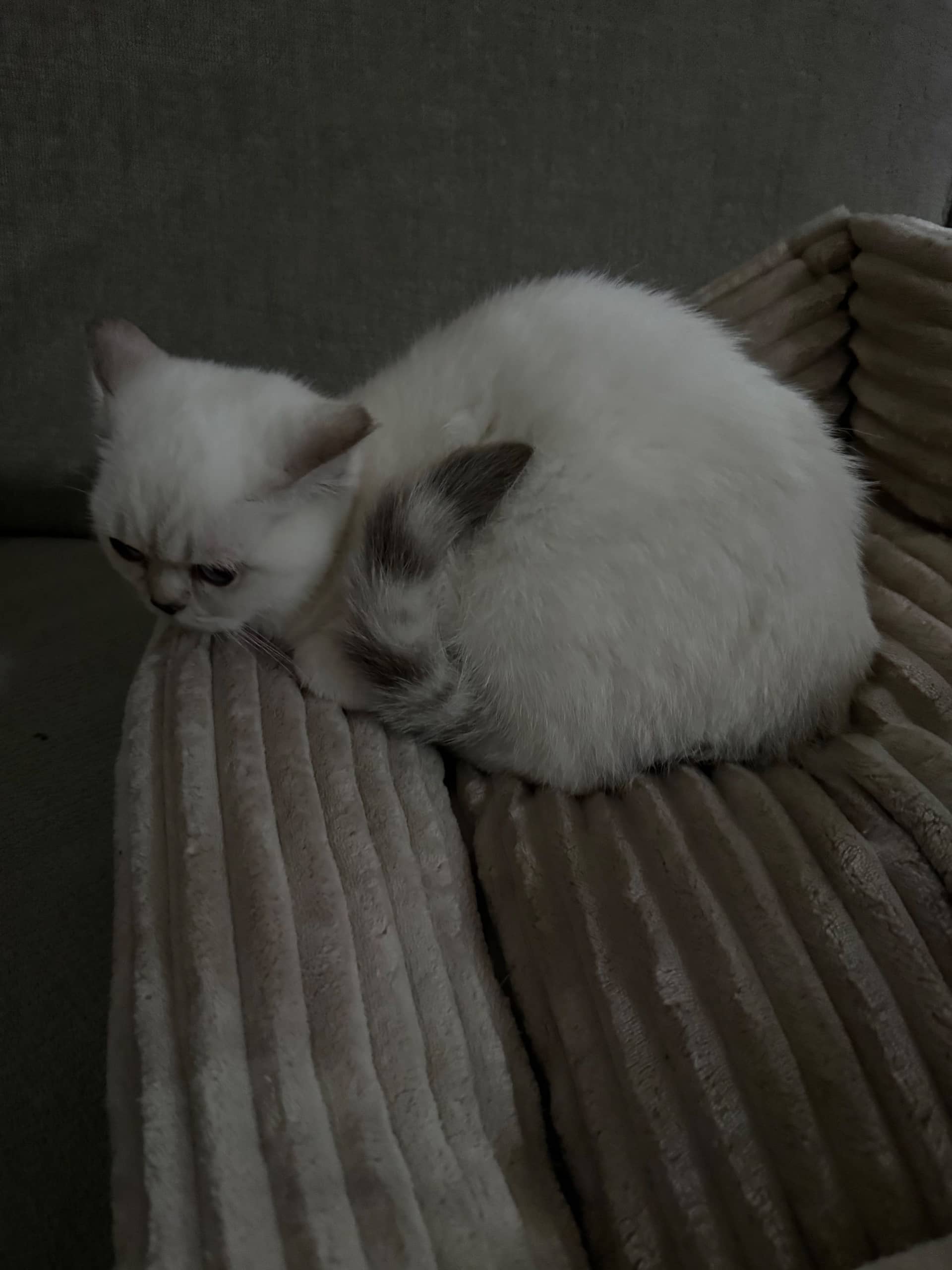 Brits Korthaar kitten te koop in deventer: britse korthaar silverpoint vacht