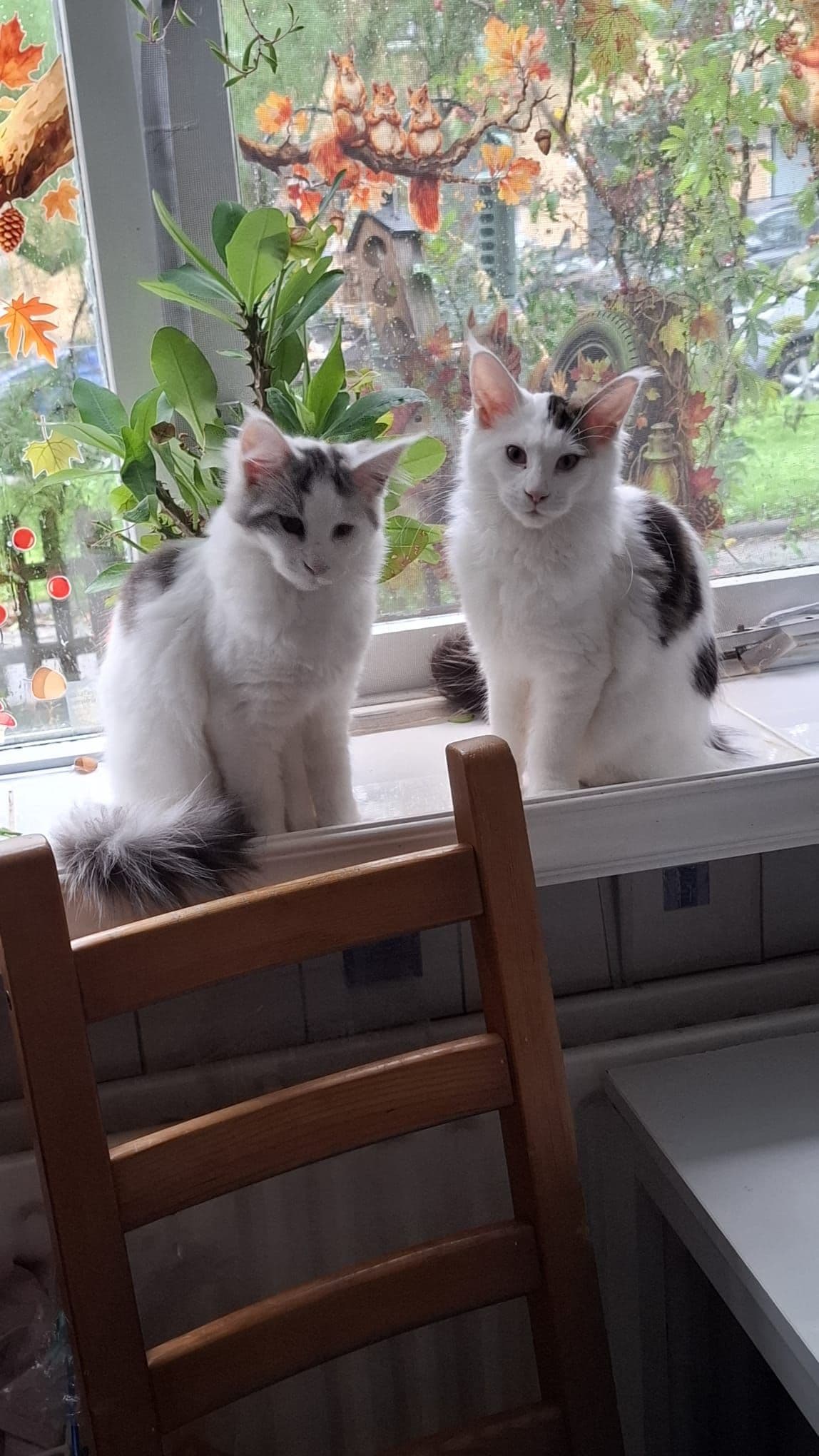 Maine Coon kitten te koop in Rotterdam: Mainecoon zusjes zoeken huisje