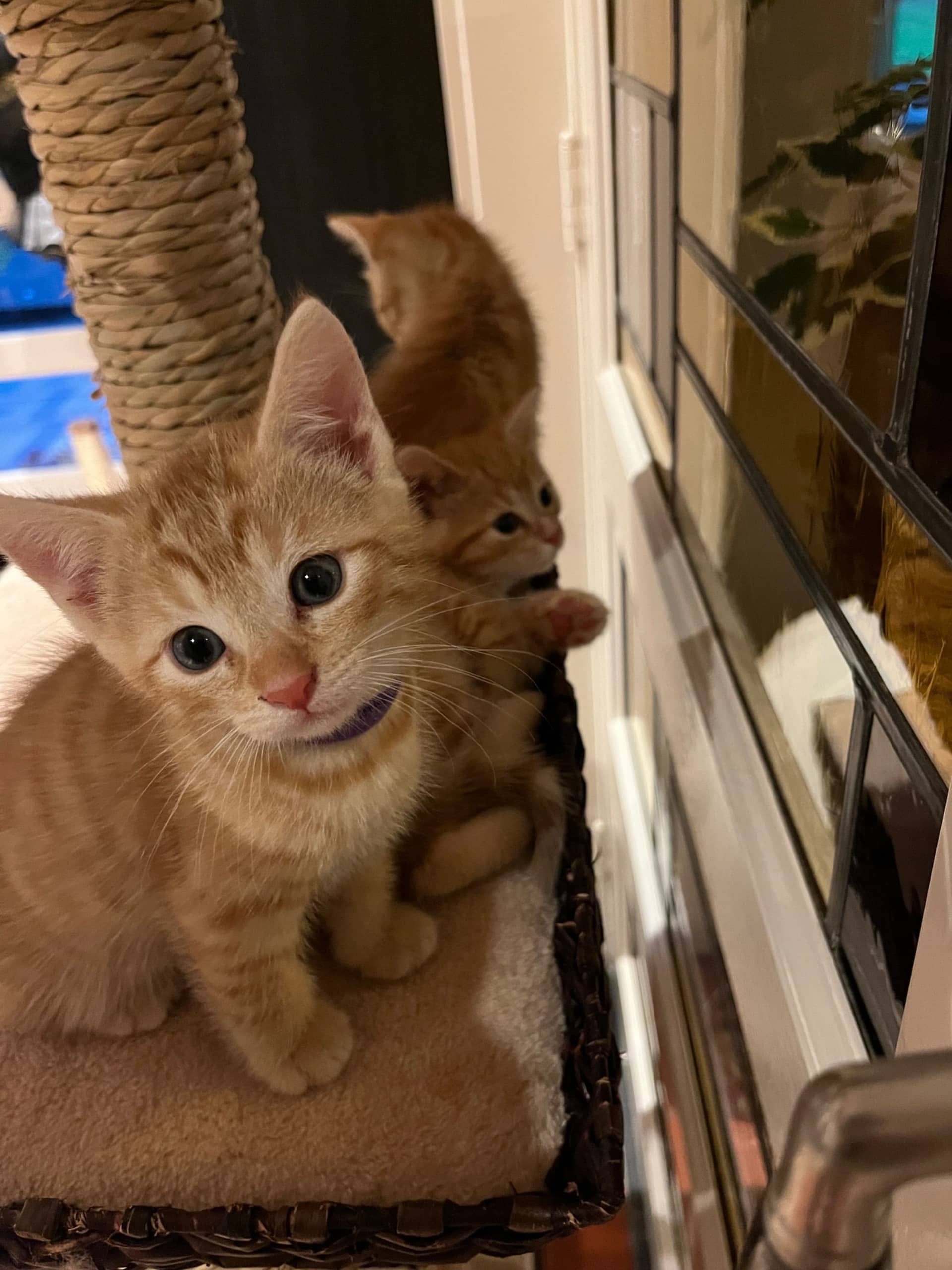 Europese Korthaar kitten te koop in Garderen: Vijf poesjes Europese korthaar