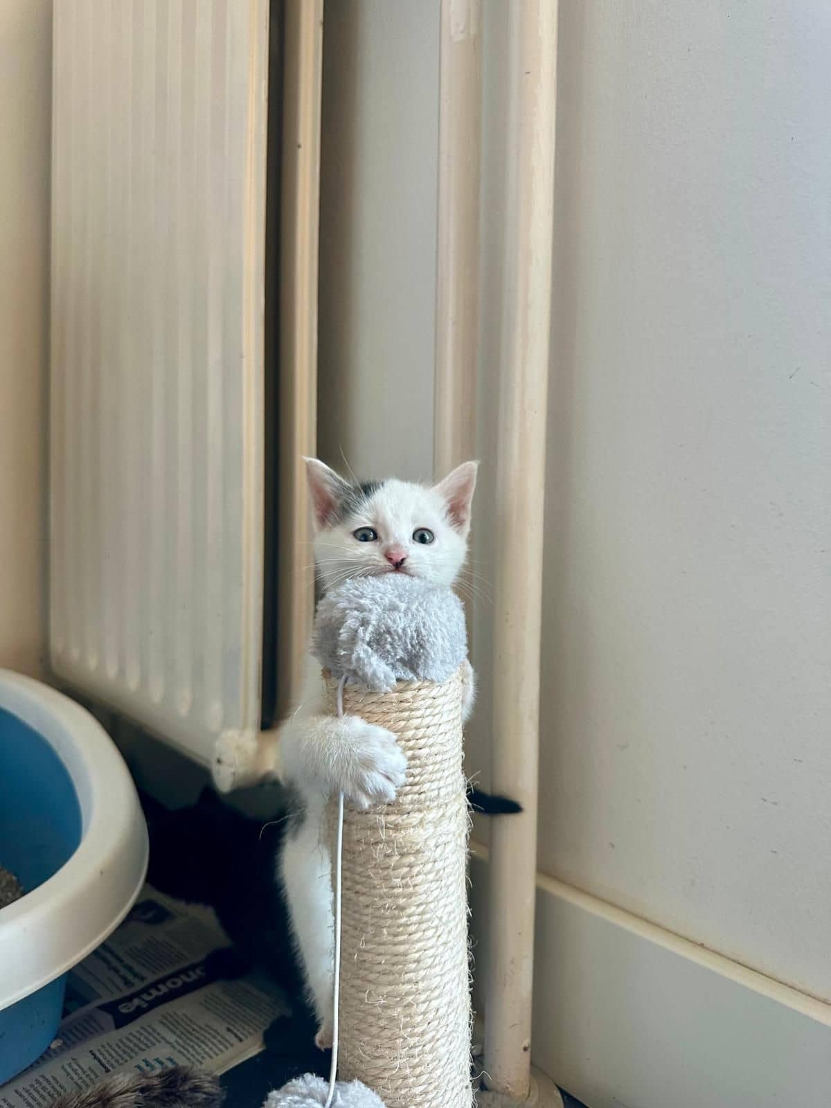 Europese Korthaar kitten te koop in Biddinghuizen: Lieve en ondernemende kittens zoeken hun nieuwe thuis