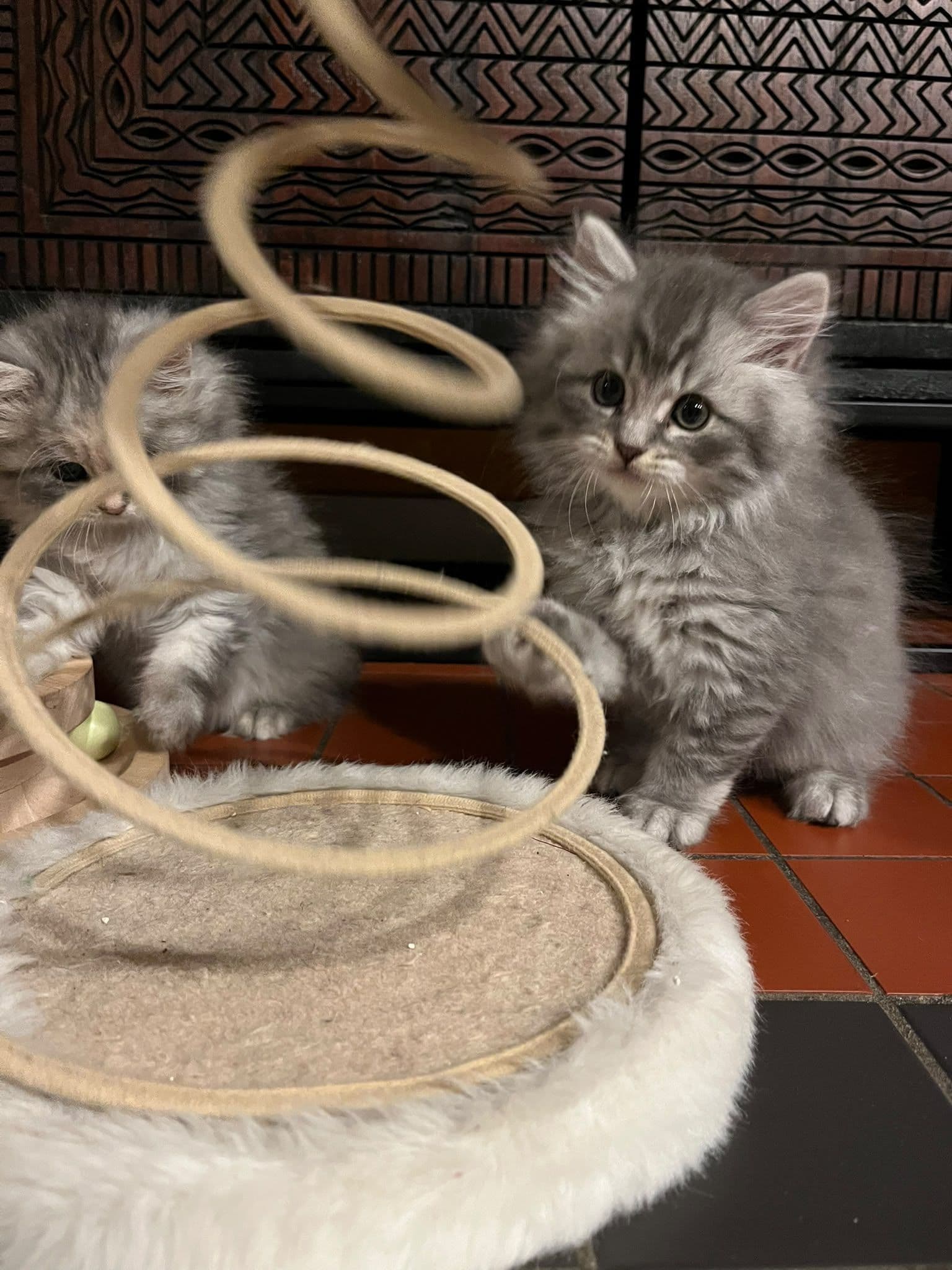 Brits Langhaar kitten te koop in Ermelo: Een lieve langharige Britse langhaar katertje.