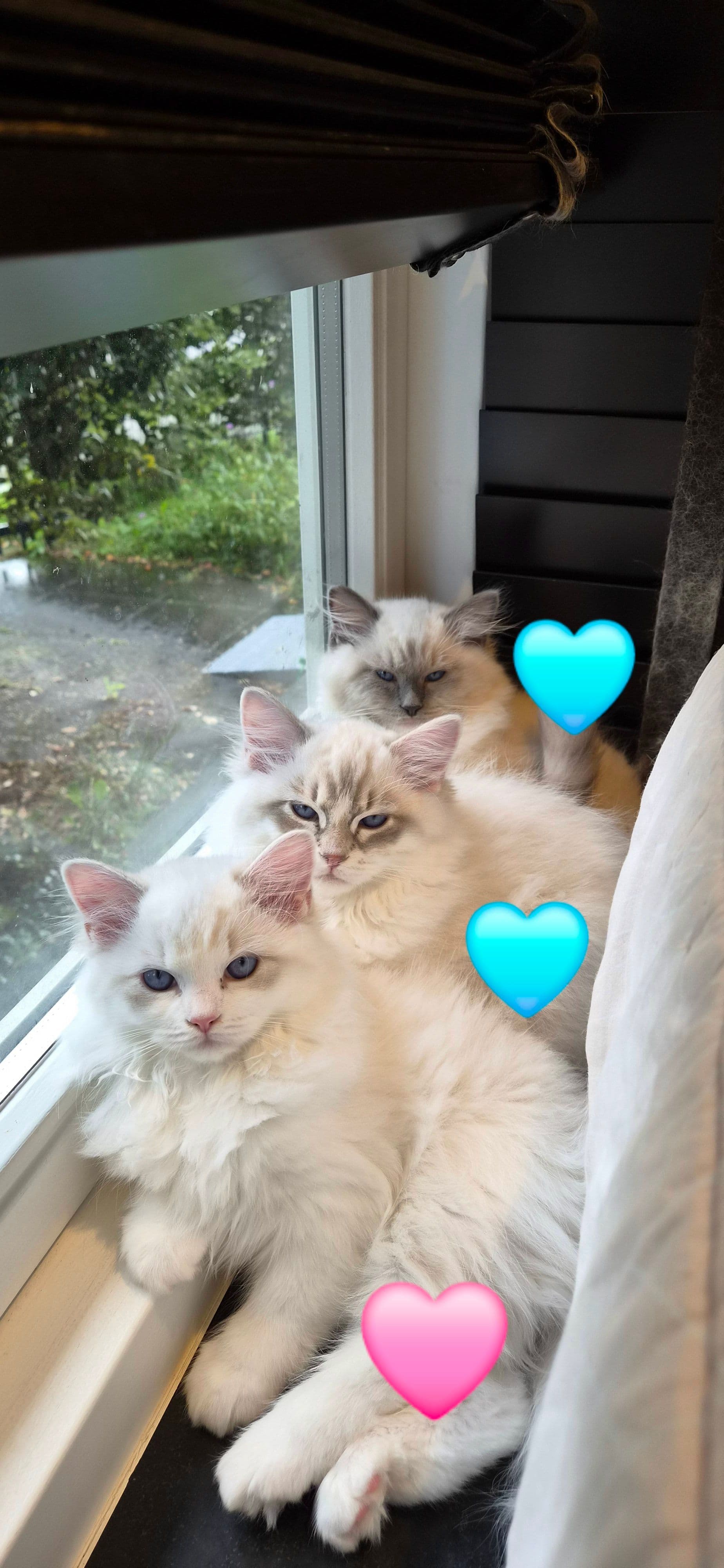 Ragdoll kitten te koop in Castricum: Lieve Ragdoll / Sibeer kittens aangeboden