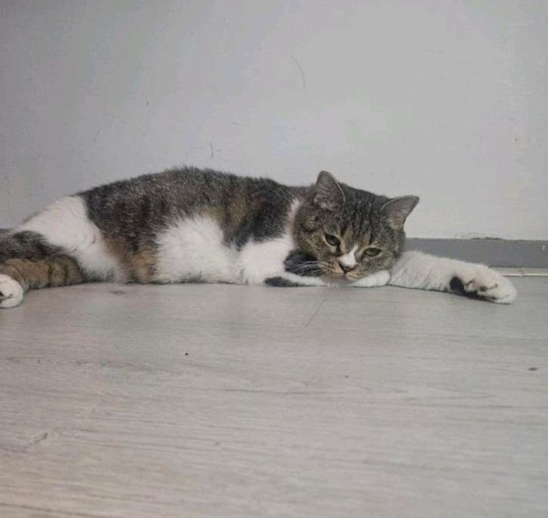 Moeder van Britse korthaar kittens