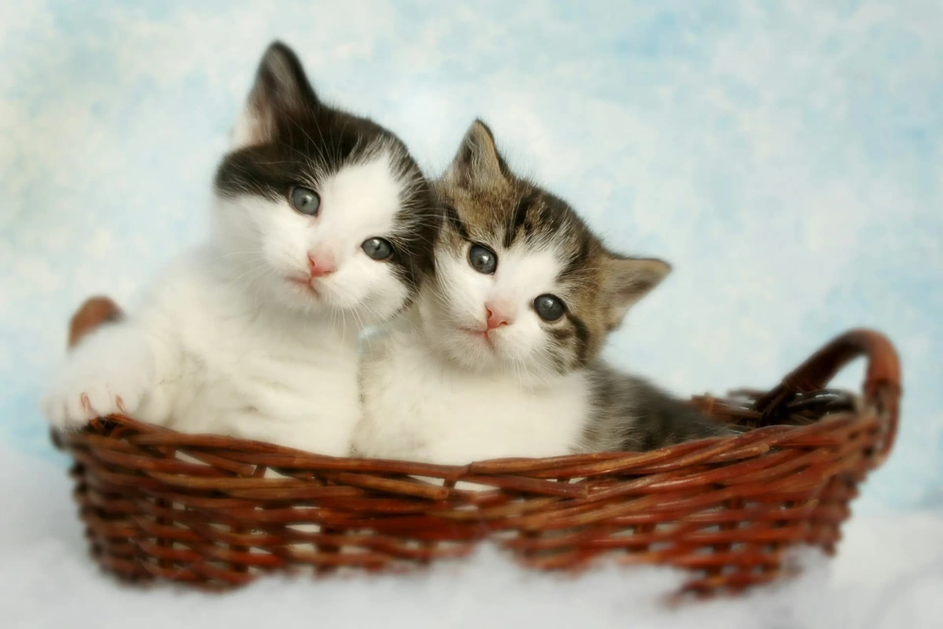 Kitten op een lichte deken