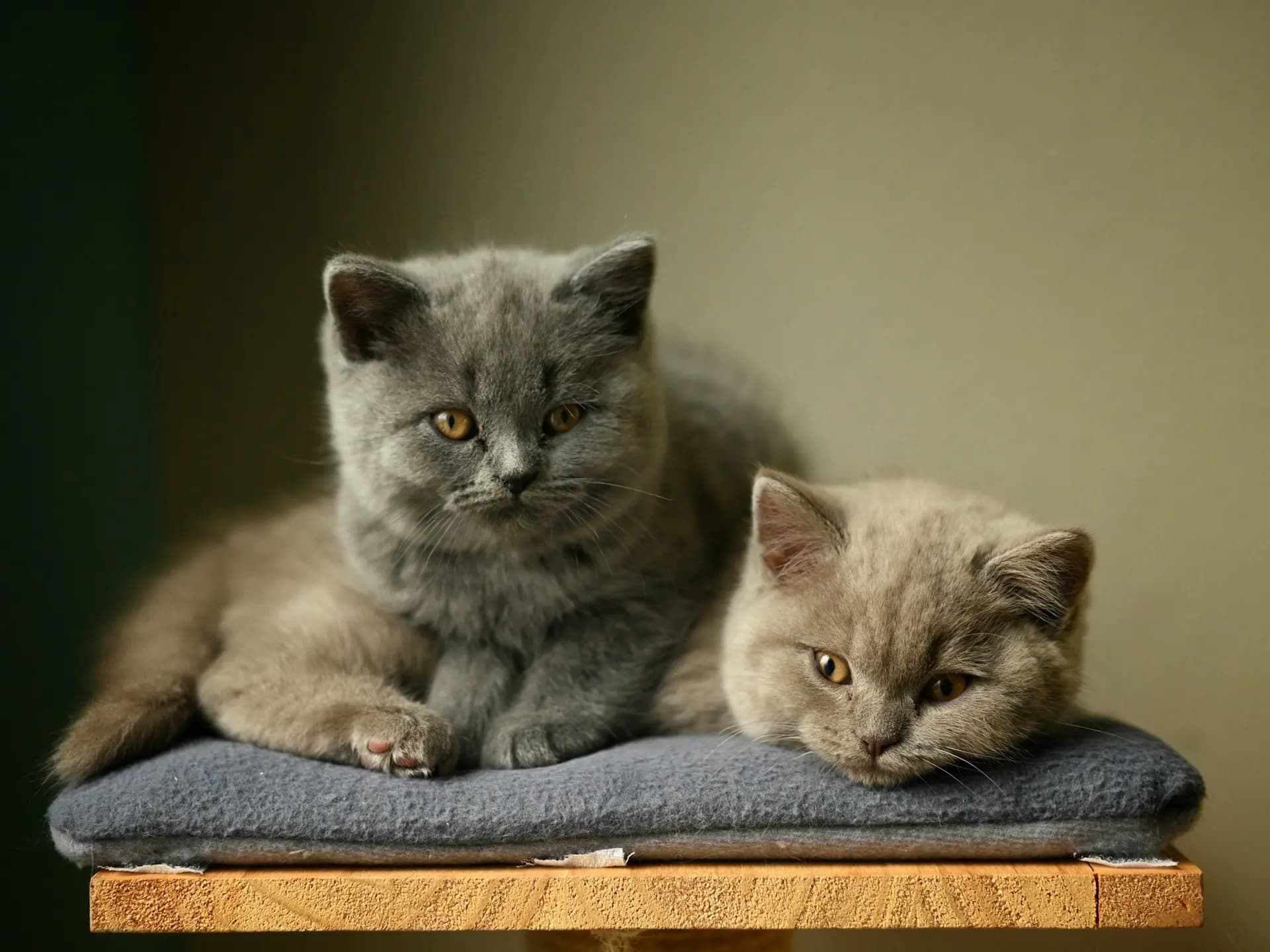 Nestje kittens in een tuin