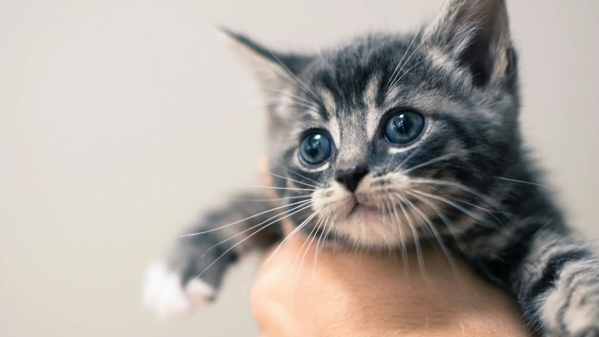 Goedkope kitten kopen: wanneer is een lage prijs verdacht?