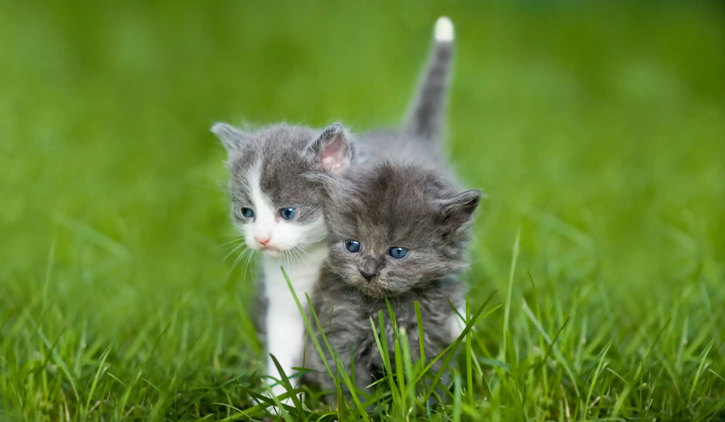 Eerste dierenartsbezoek met je kitten